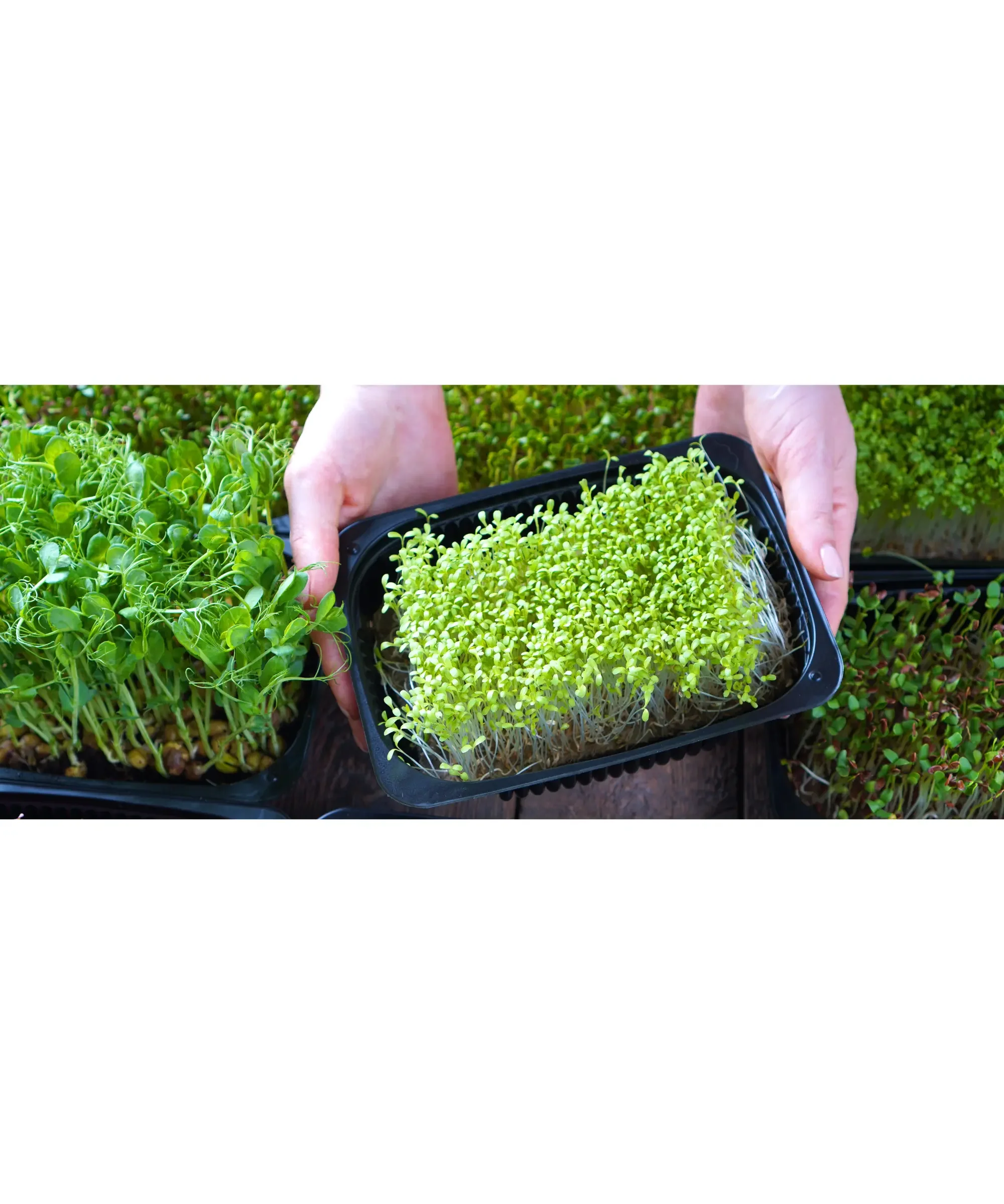 Hands holding trays of fresh microgreens ready for harvest and sale—vibrant young greens grown in containers, ideal for home farming, farmers markets, and small-scale food business