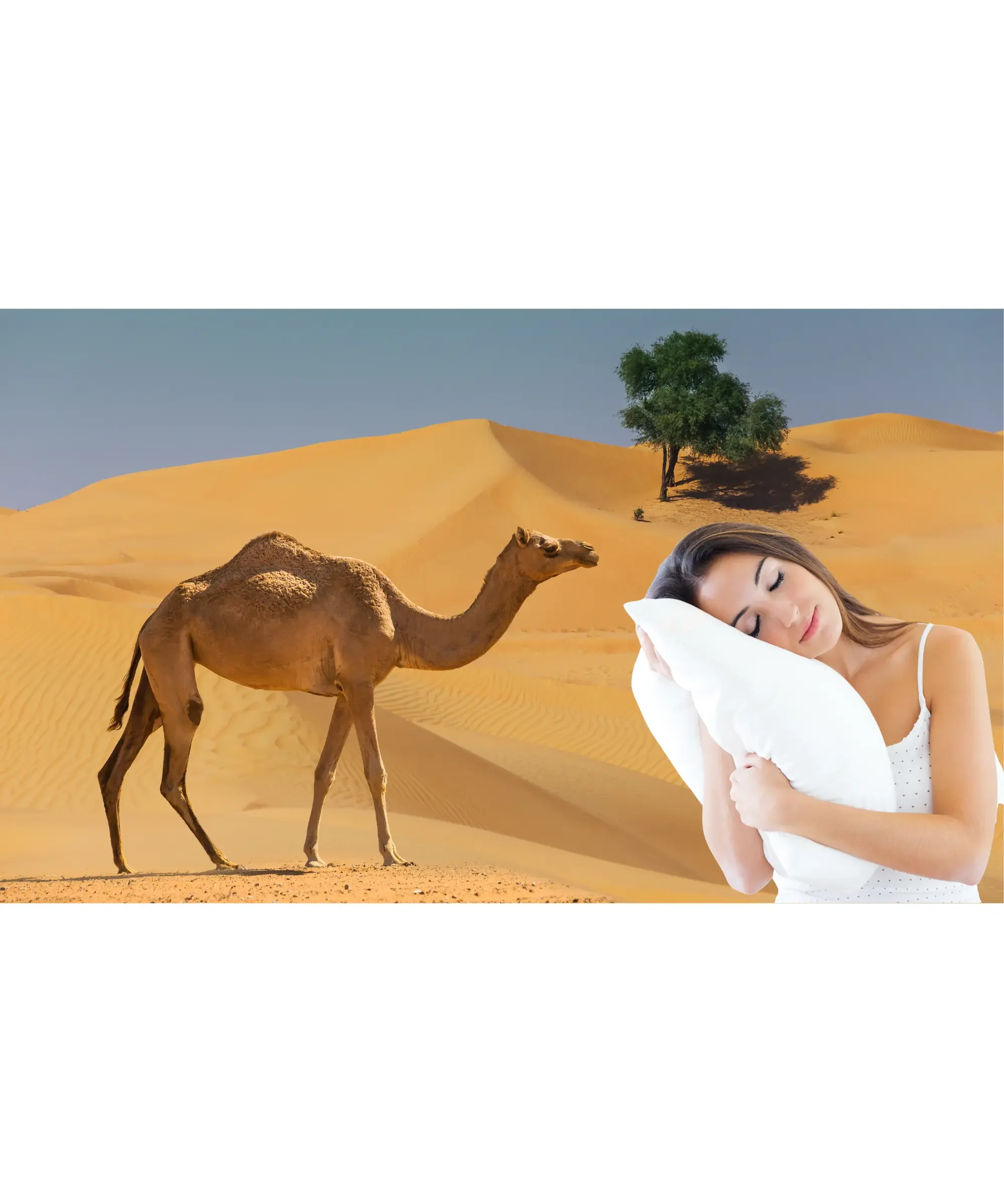 dry air affecting sleep concept with desert landscape camel and woman sleeping holding pillow showing dryness impact on rest