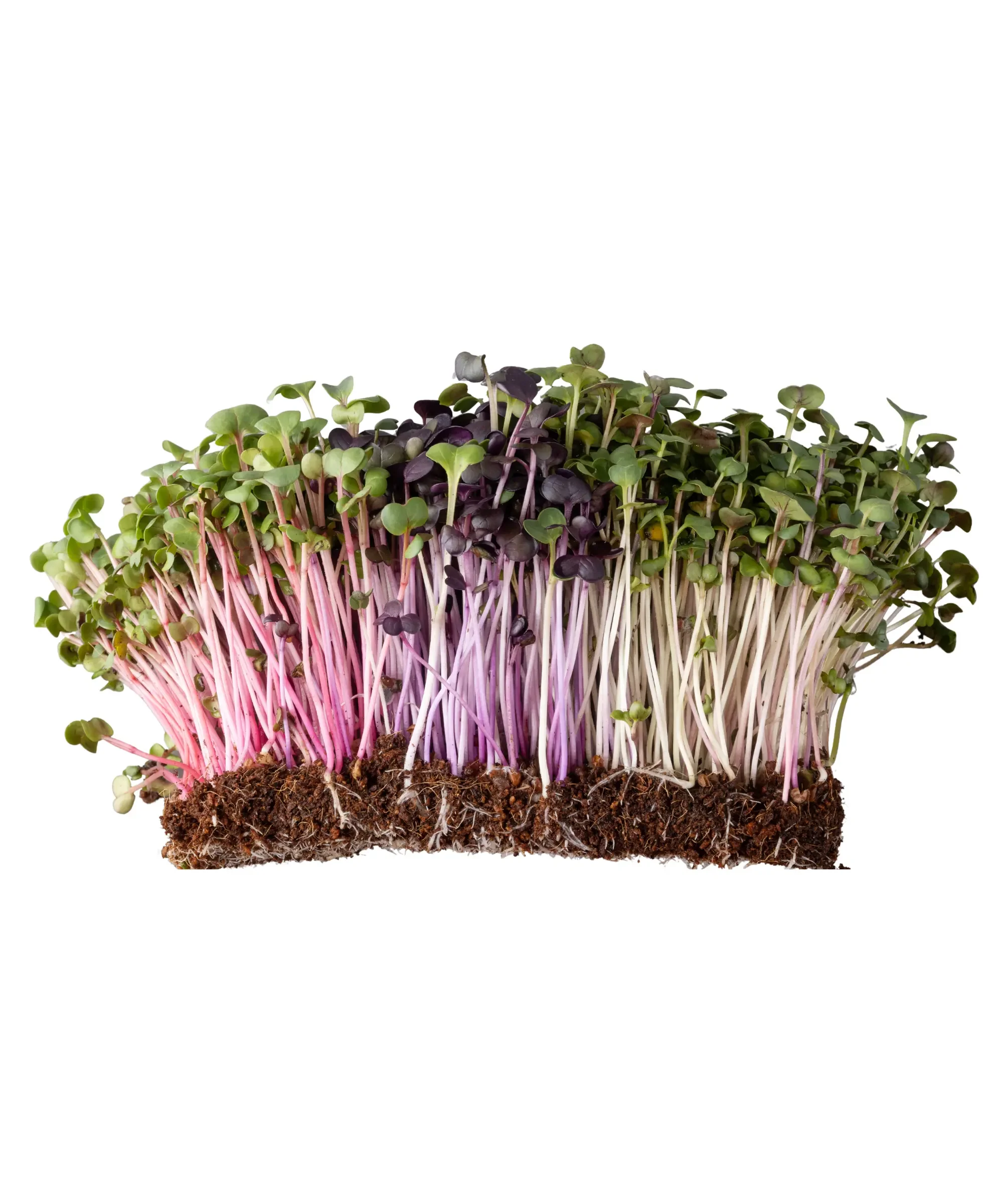 Fresh microgreens growing in dense clusters with vibrant green, purple, and pink stems—young edible seedlings with roots attached, ideal for home gardening, healthy eating, and small-scale farming