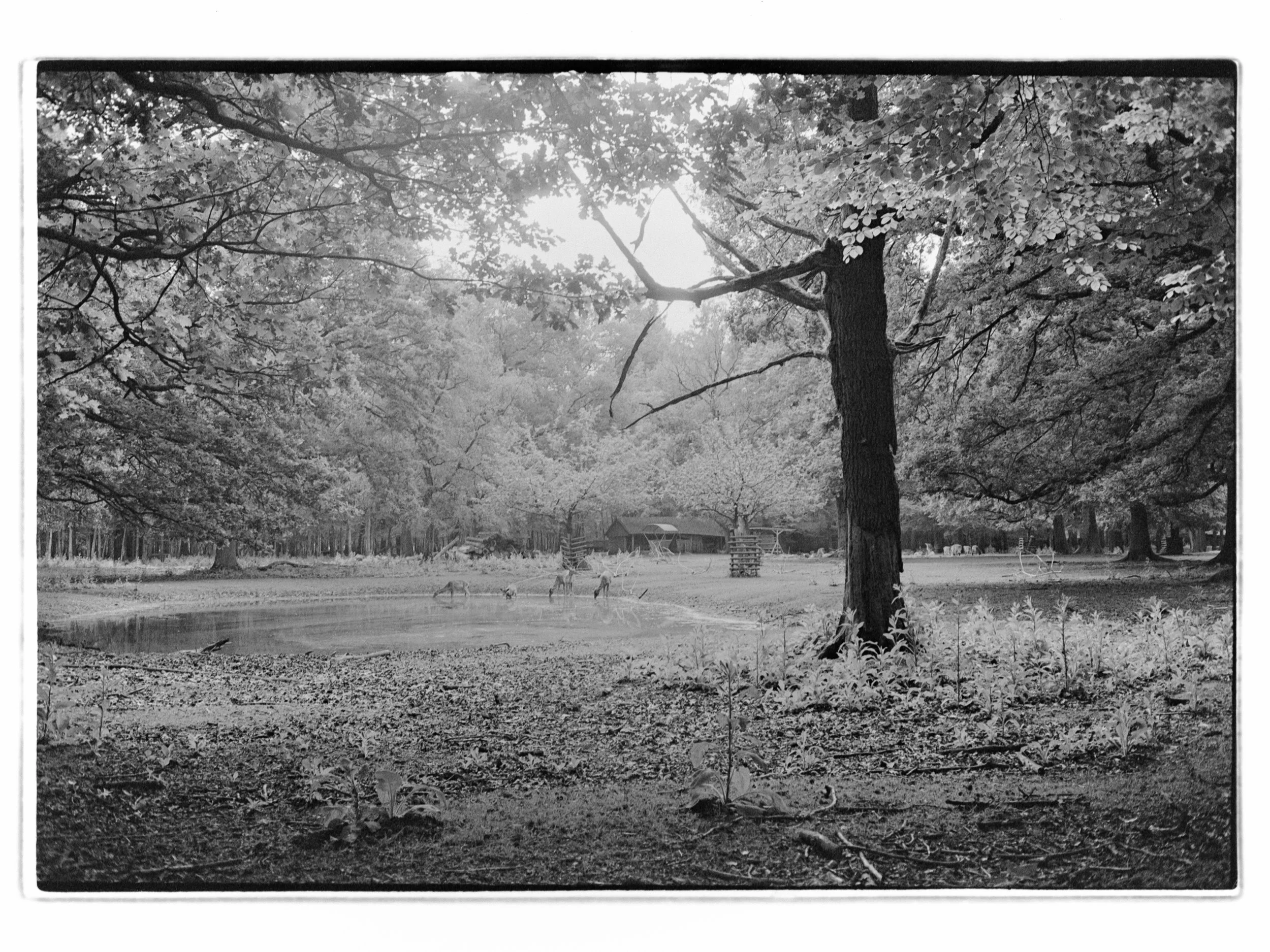 Schwarz-Weiß-Bild eines Parks mit großen Bäumen, einer Wasserfläche und Rehen in der Nähe. Das Bild zeigt eine Szenerie im Wildpark in Dinklage.