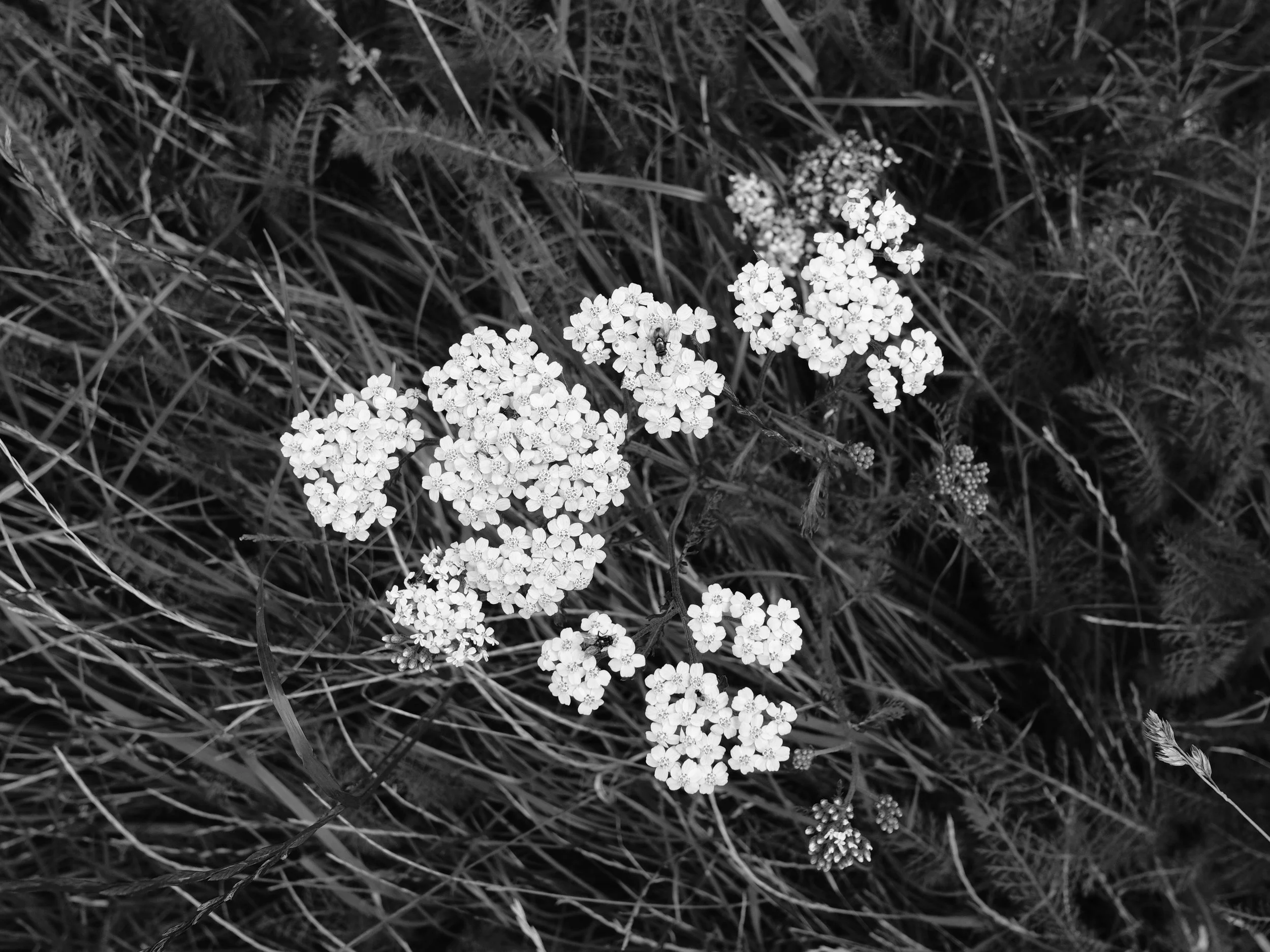 Bild von Blumen aus Vechta