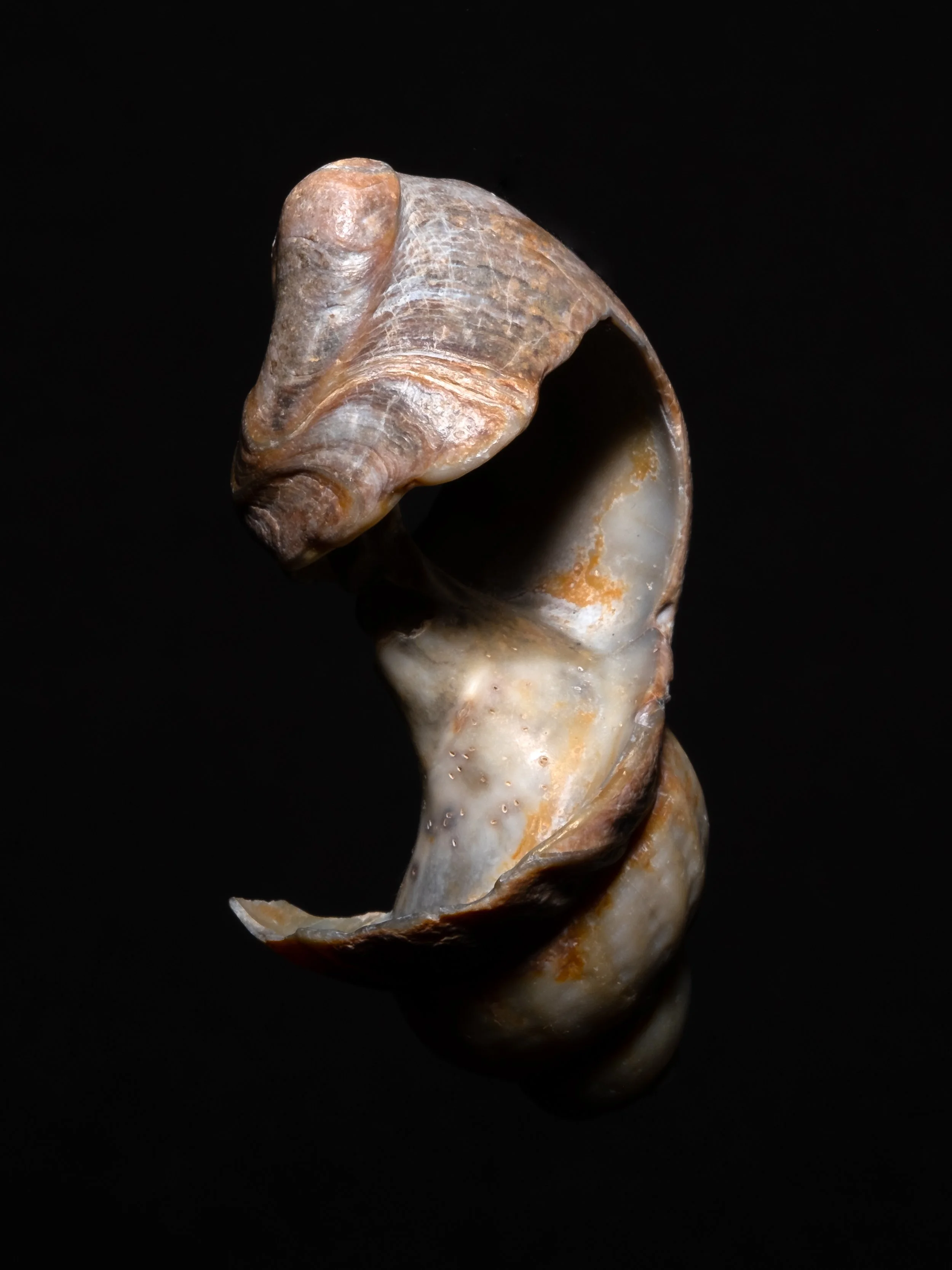 Zu sehen ist die Fotografie einer Muschel vor einem schwarzen Hintergrund.