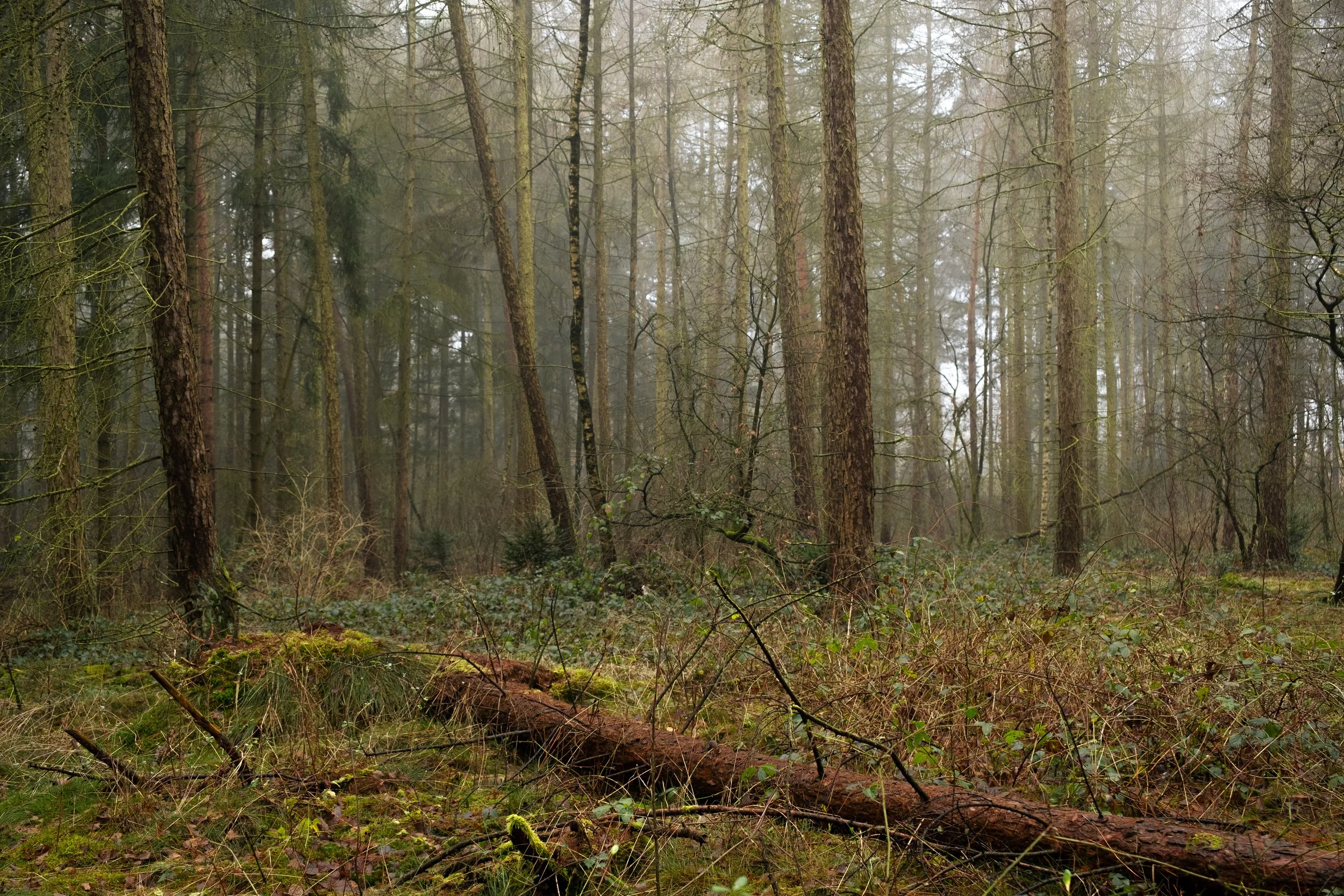 Landschaftsfotografie aus dem Wald beim Gut Welpe in Vechta