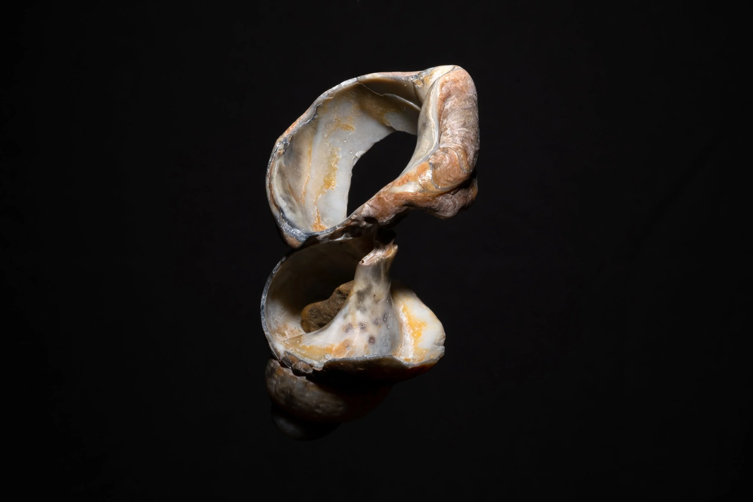Zu sehen ist die Fotografie einer Muschel vor einem schwarzen Hintergrund.