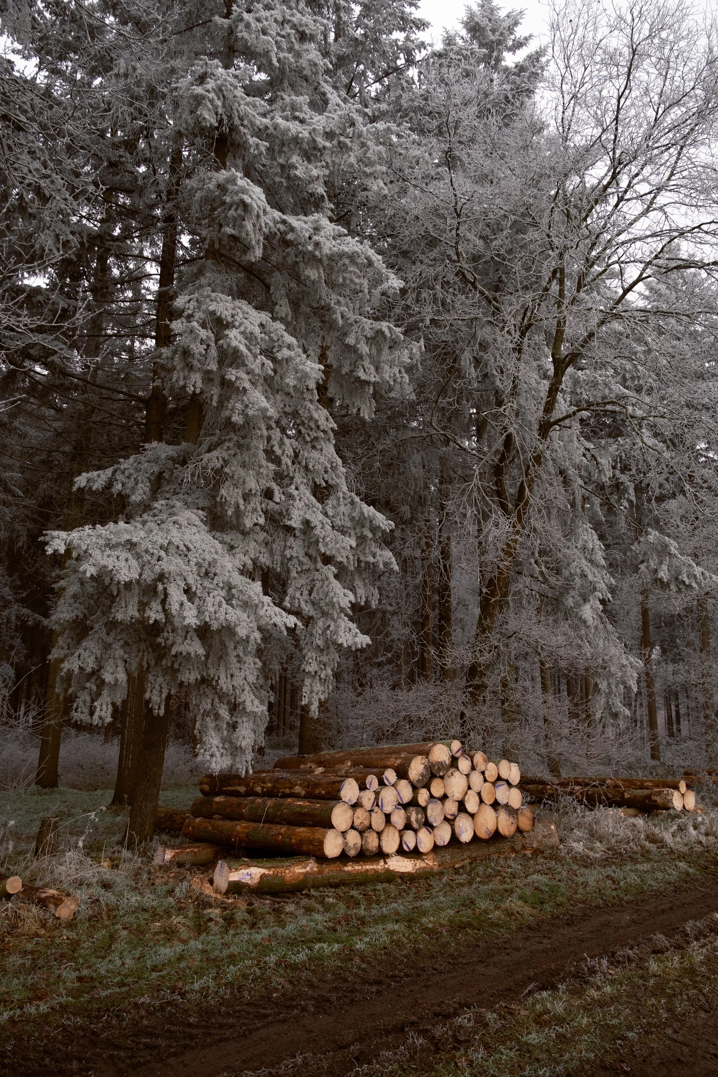 Bild aus Vechta im Winter, das gefrorene Nadelbäume und einen Stapel Holz zeigt