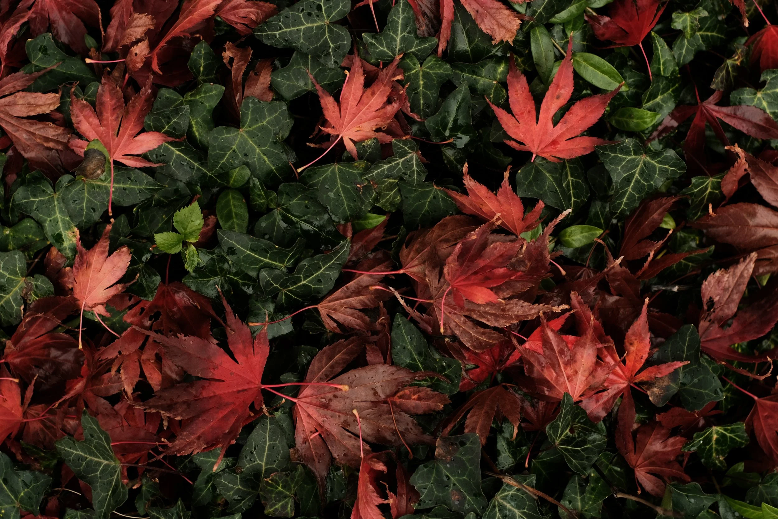 Blätter im Herbst, heruntergefallen in einem Garten in Vechta
