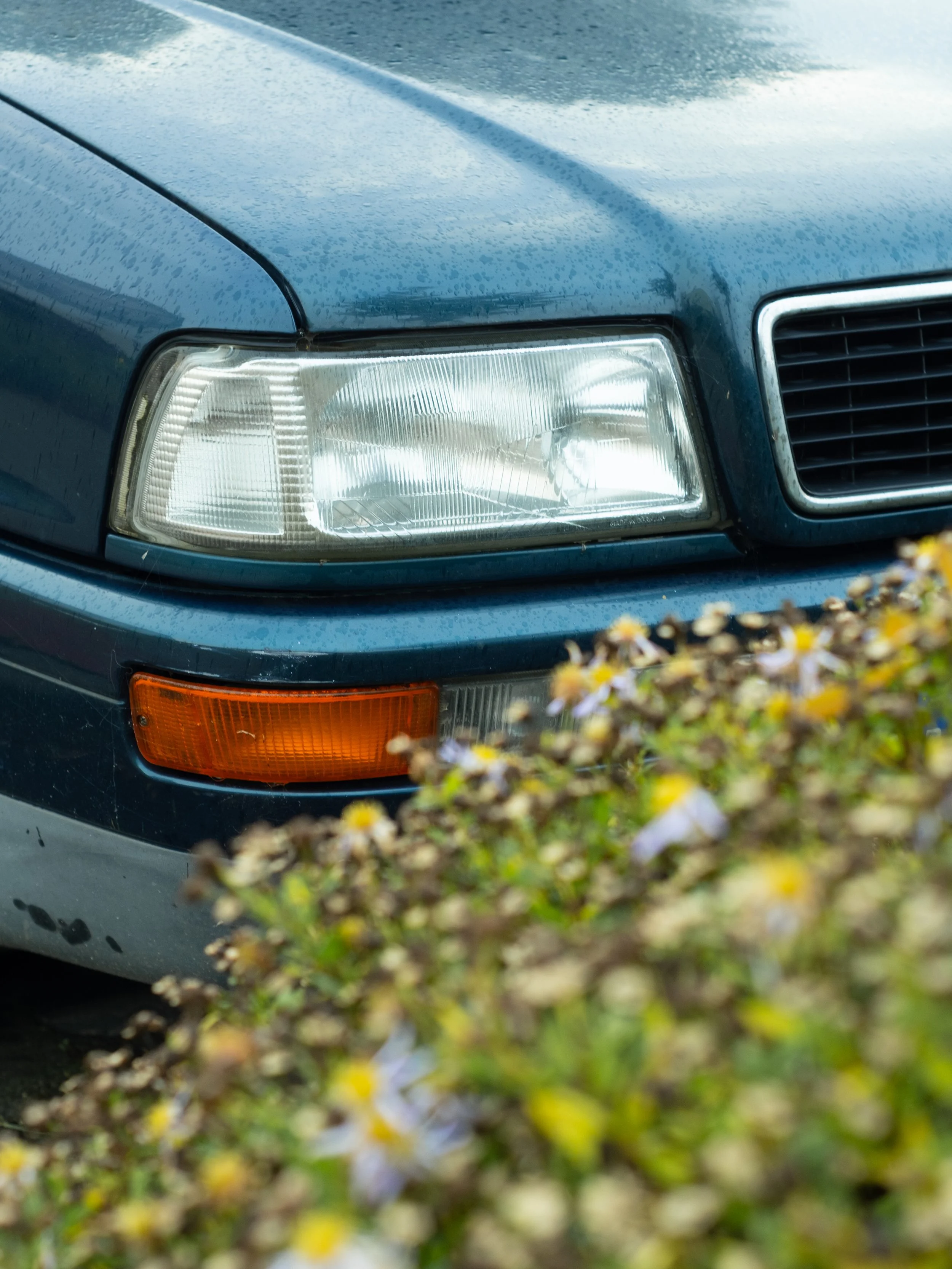 Fotograf aus Vechta fotografiert den vorderen Scheinwerfer eines Autos hinter einem bunten Blumenbusch