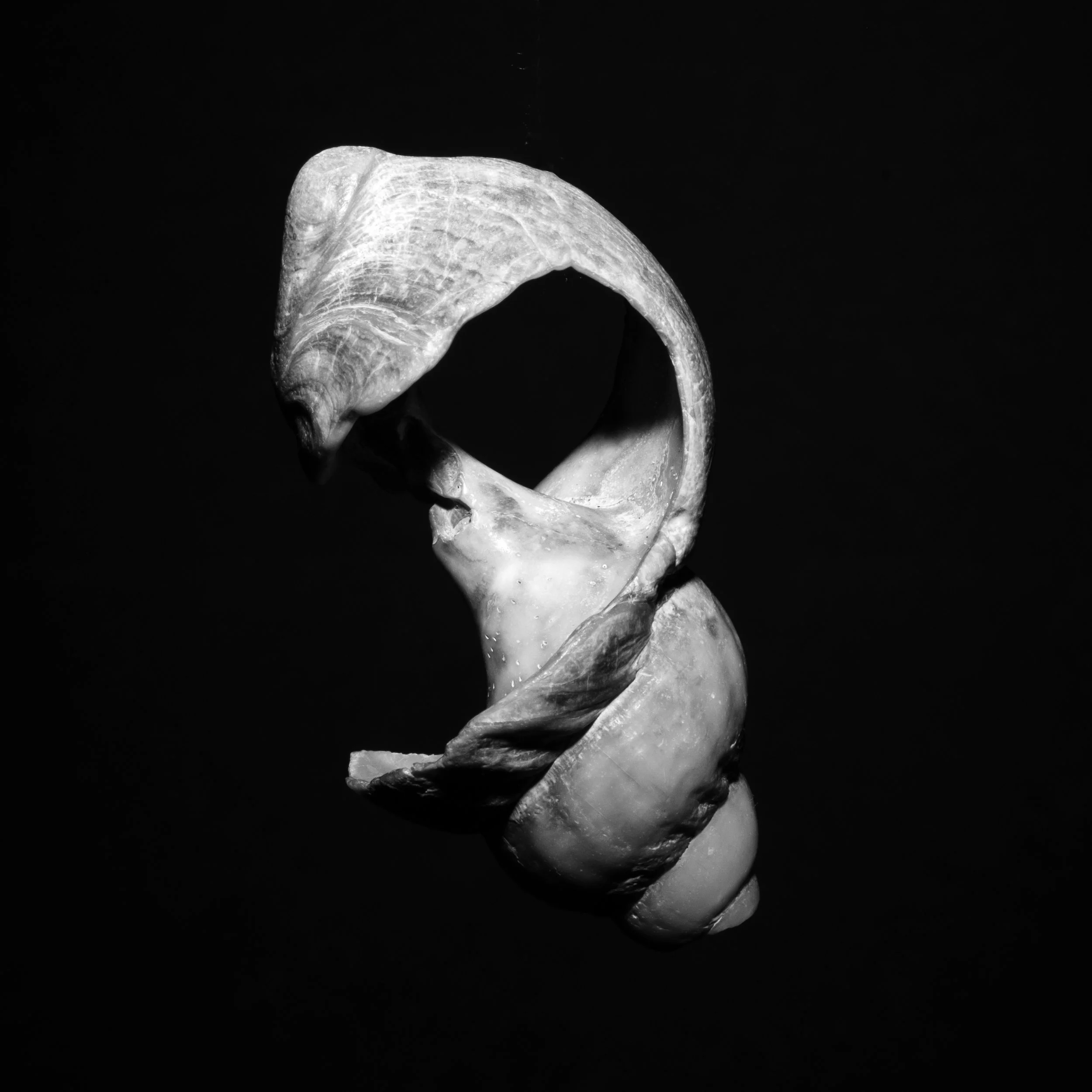 Zu sehen ist die Fotografie einer Muschel vor einem schwarzen Hintergrund.