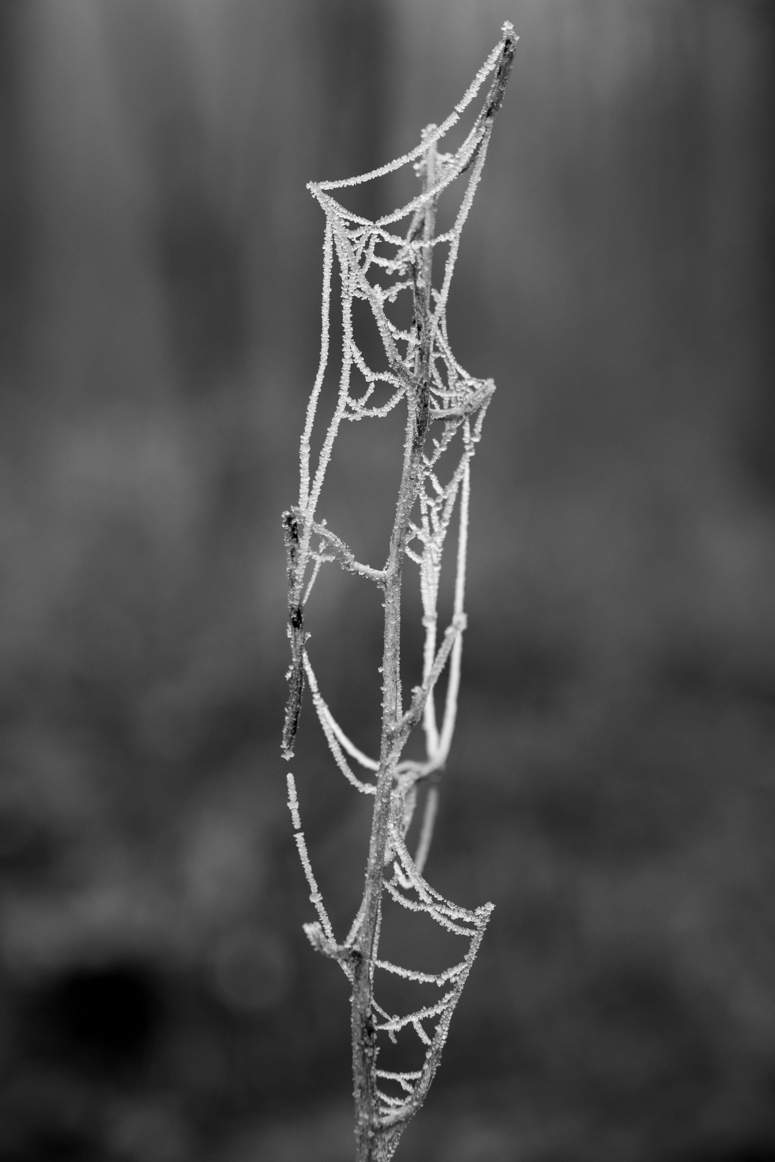 Gefrorenes Spinnennetz an einem Zweig, Fotografie aus Vechta - Hochzeitswald