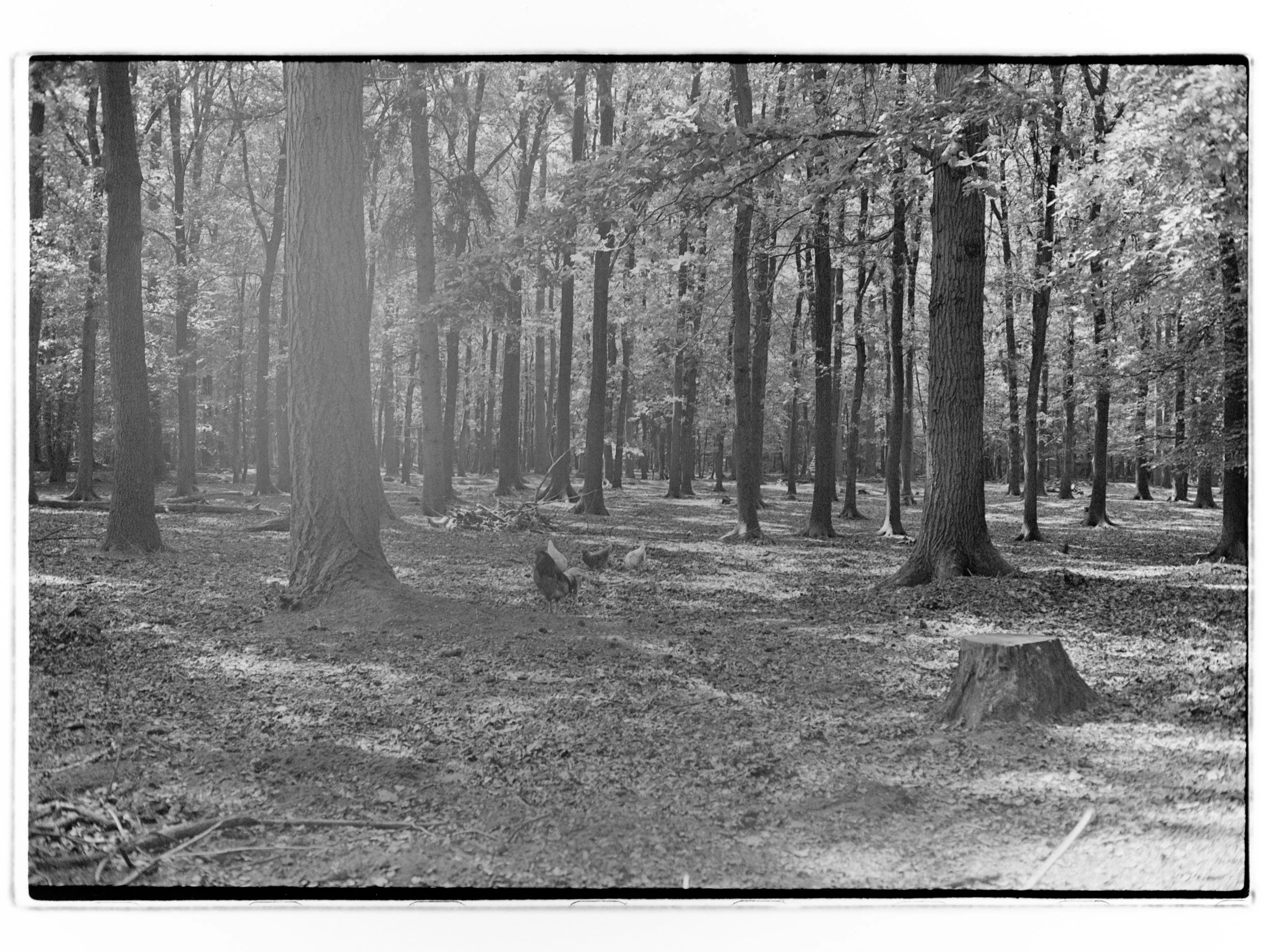 Ein Schwarz-Weiß-Foto eines Waldes im Wildpark Dinklage mit vielen Bäumen, einem Baumstumpf und einem Huhn auf dem Boden.