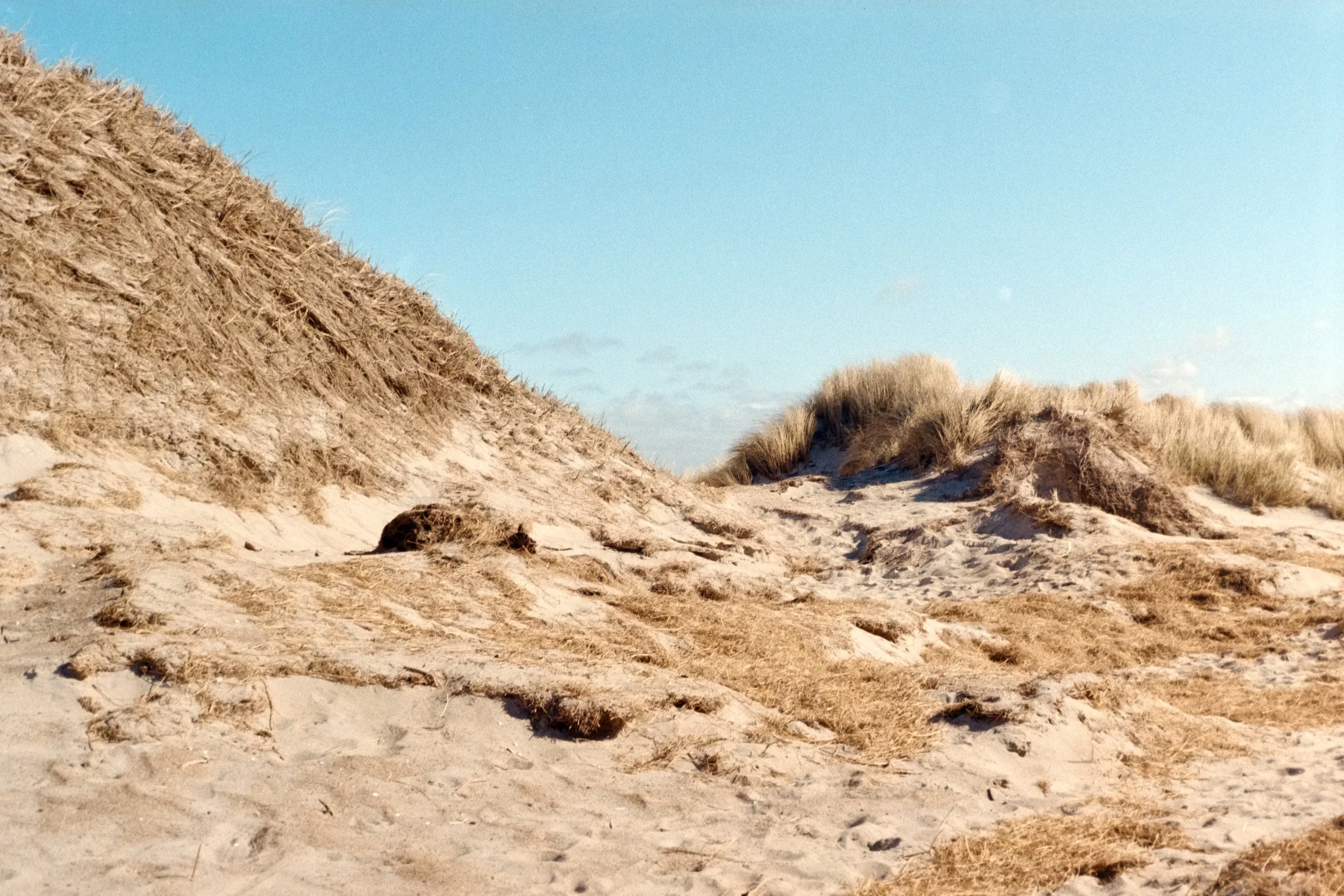 Analoges Foto von Dünen im Frühling in Søndervig, Dänemark.