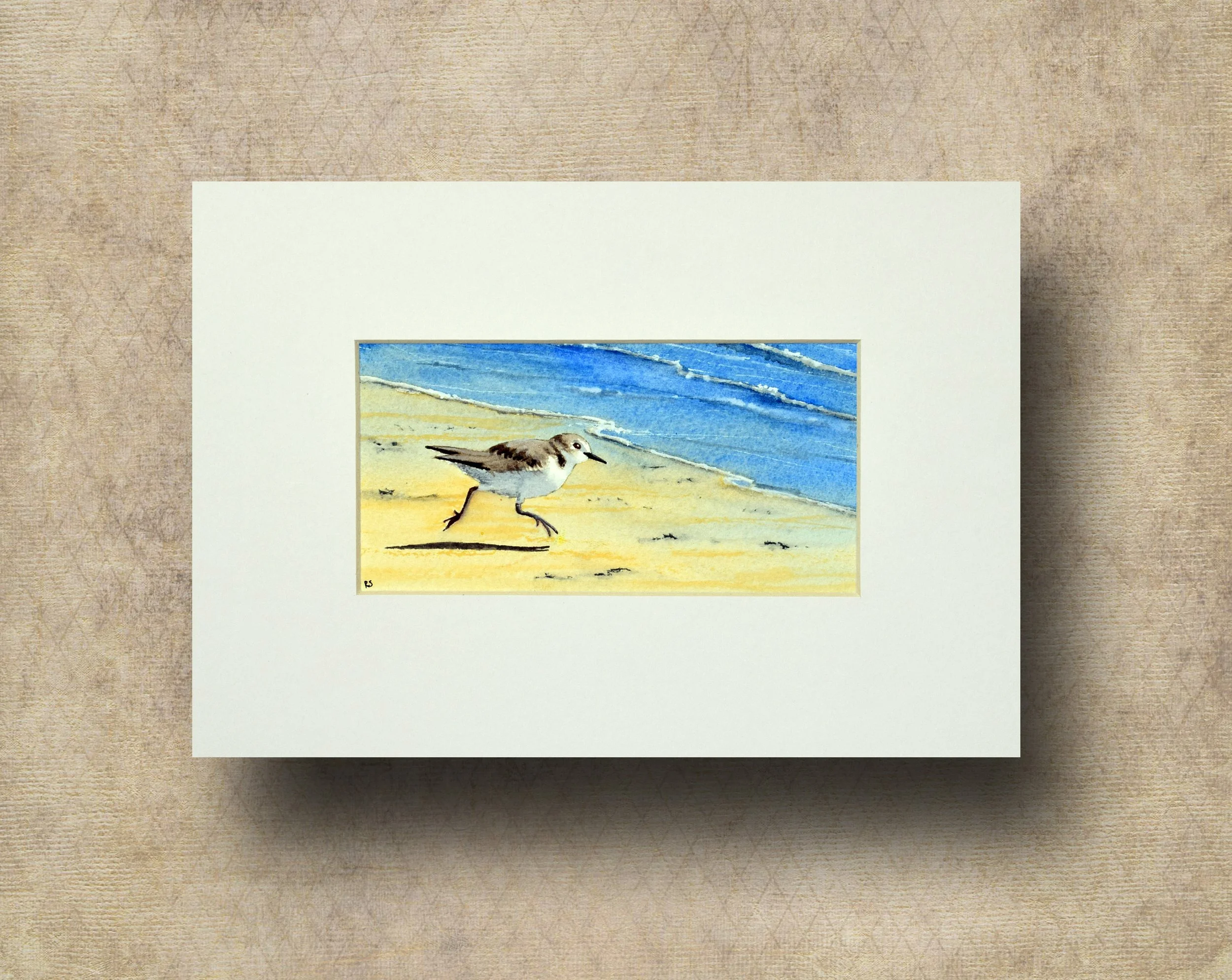 A Sanderling.jpg