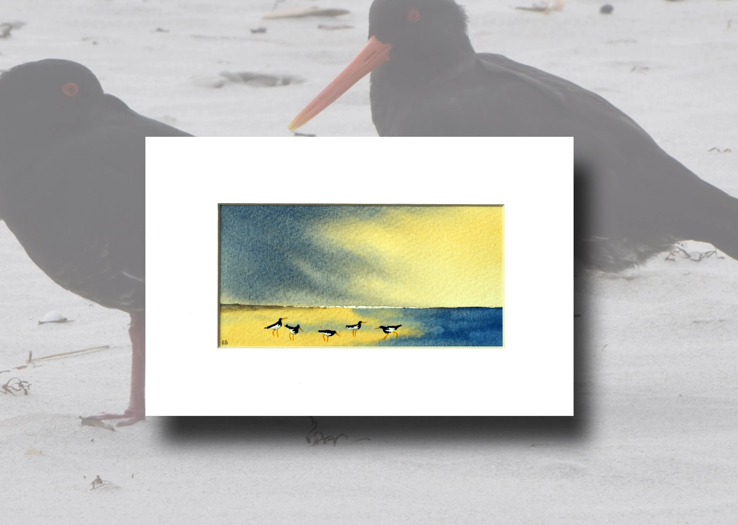 Oyster Catcher, Northumberland one.jpg