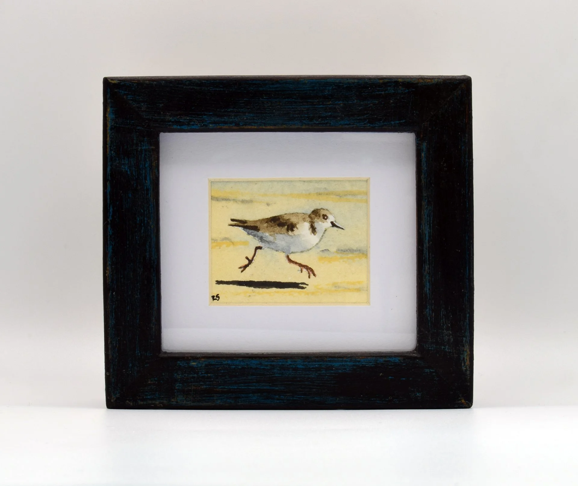 Sanderling.jpg