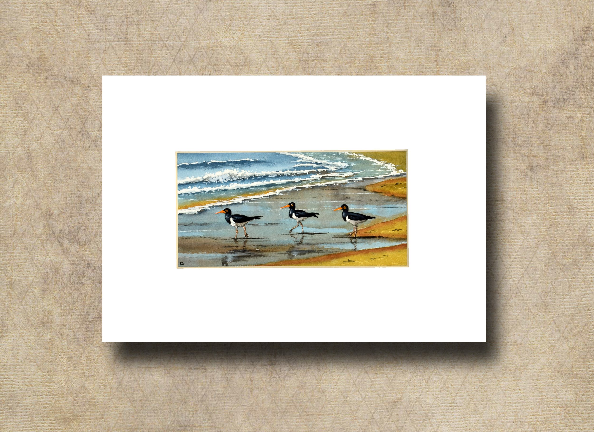 Oystercatchers, original gouache painting