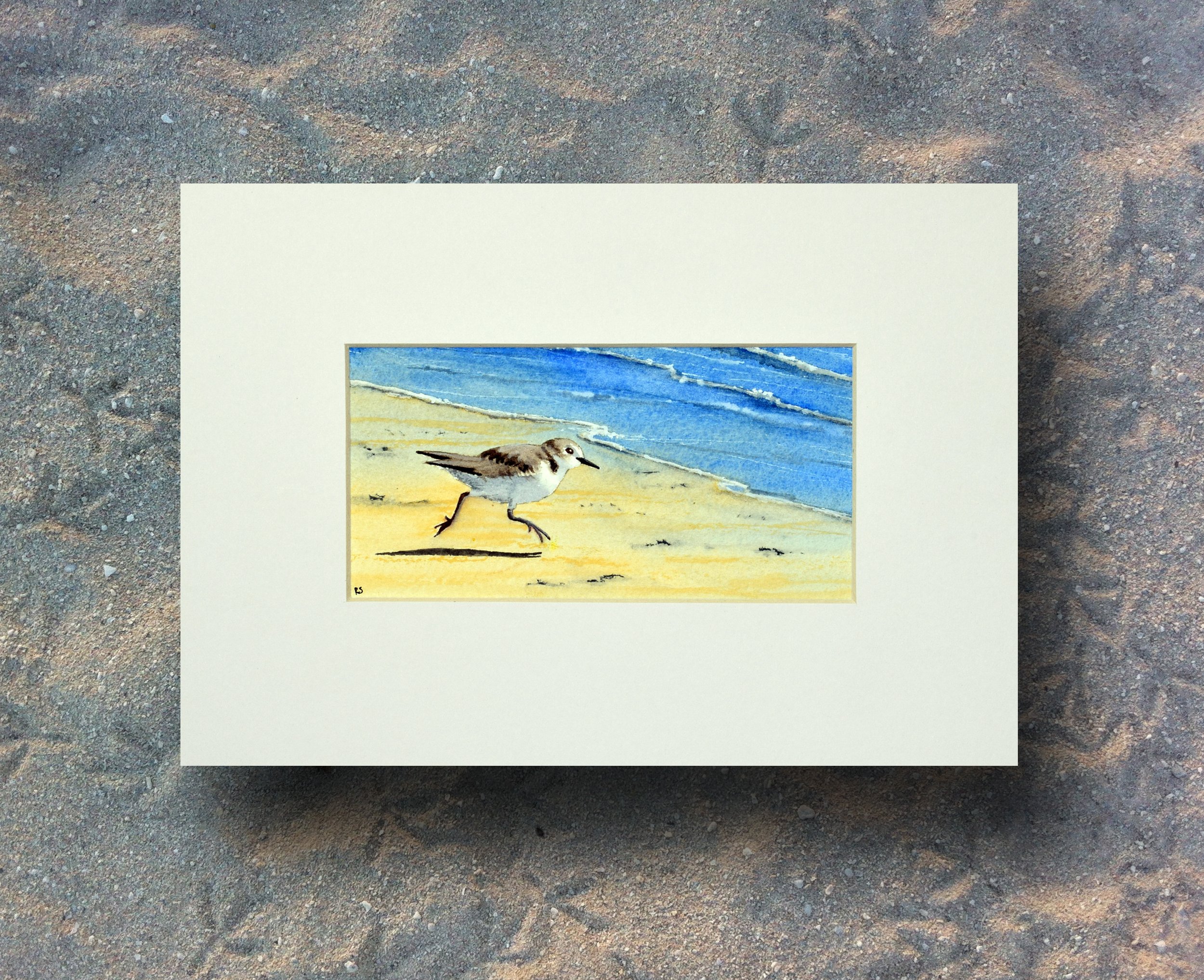 A Sanderling one.jpg