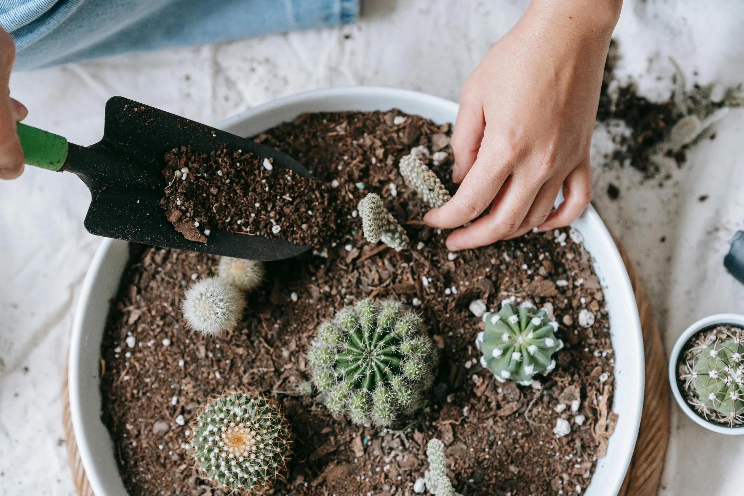 A person's hand planting small cactus and succulents in a large white pot filled with soil, with a small black gardening shovel nearby.