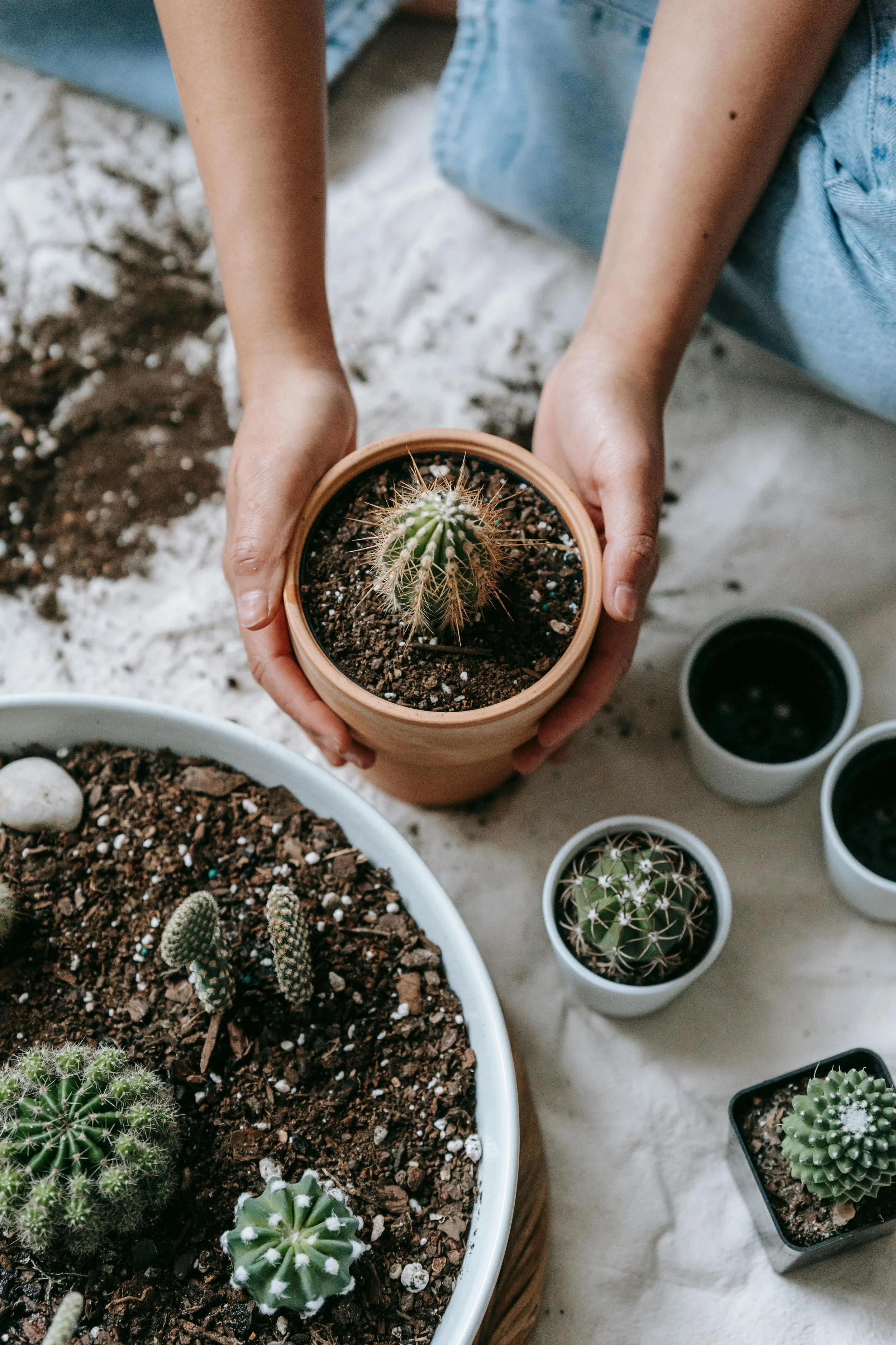 A person tending to a variety of cacti in pots, with one cactus being held by their hands. The setting appears to be indoors with a white surface and additional potted cacti visible.