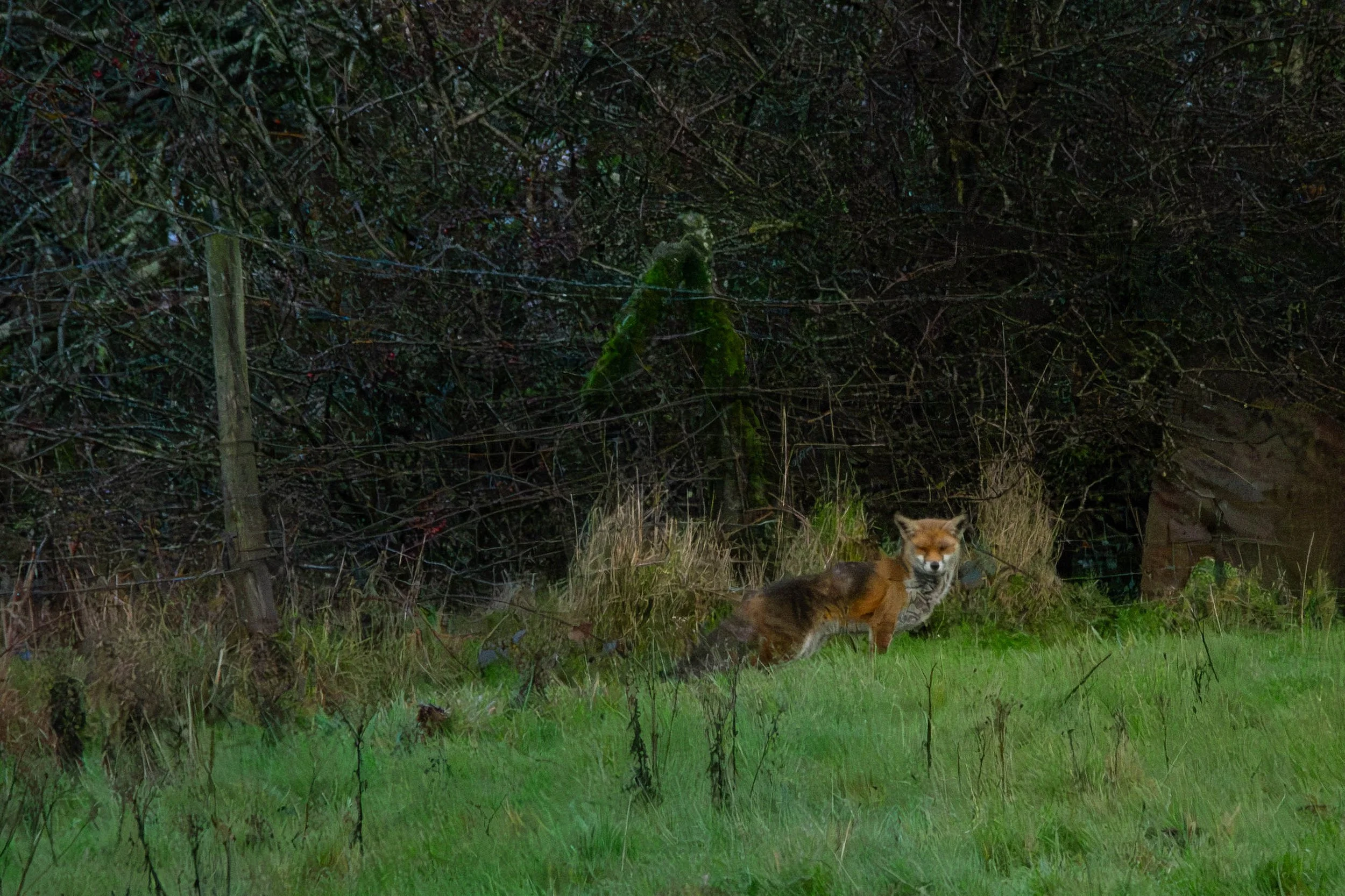 DSC_8142 copy.jpg.2.jpg