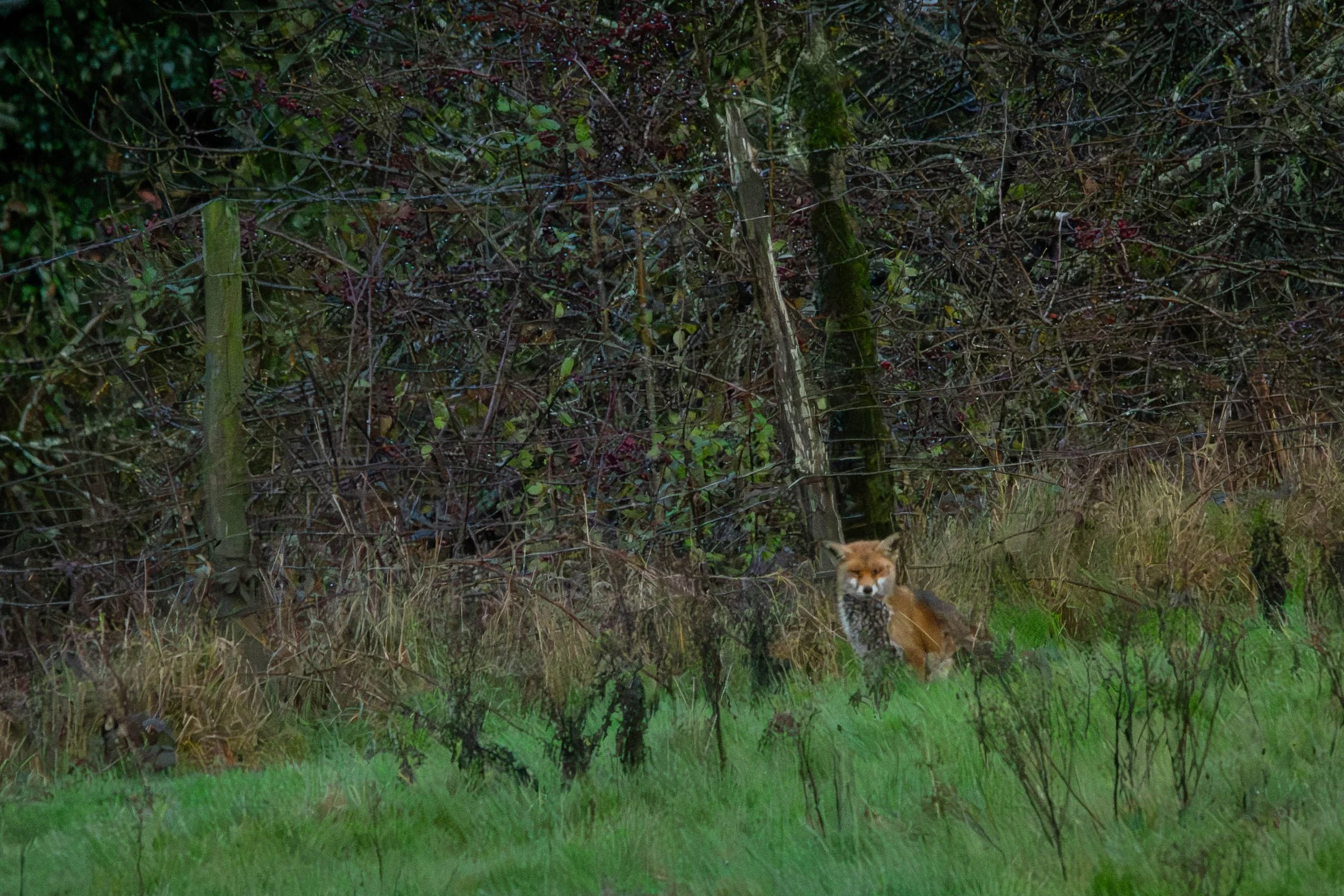 DSC_8127 copy.jpg.2.jpg