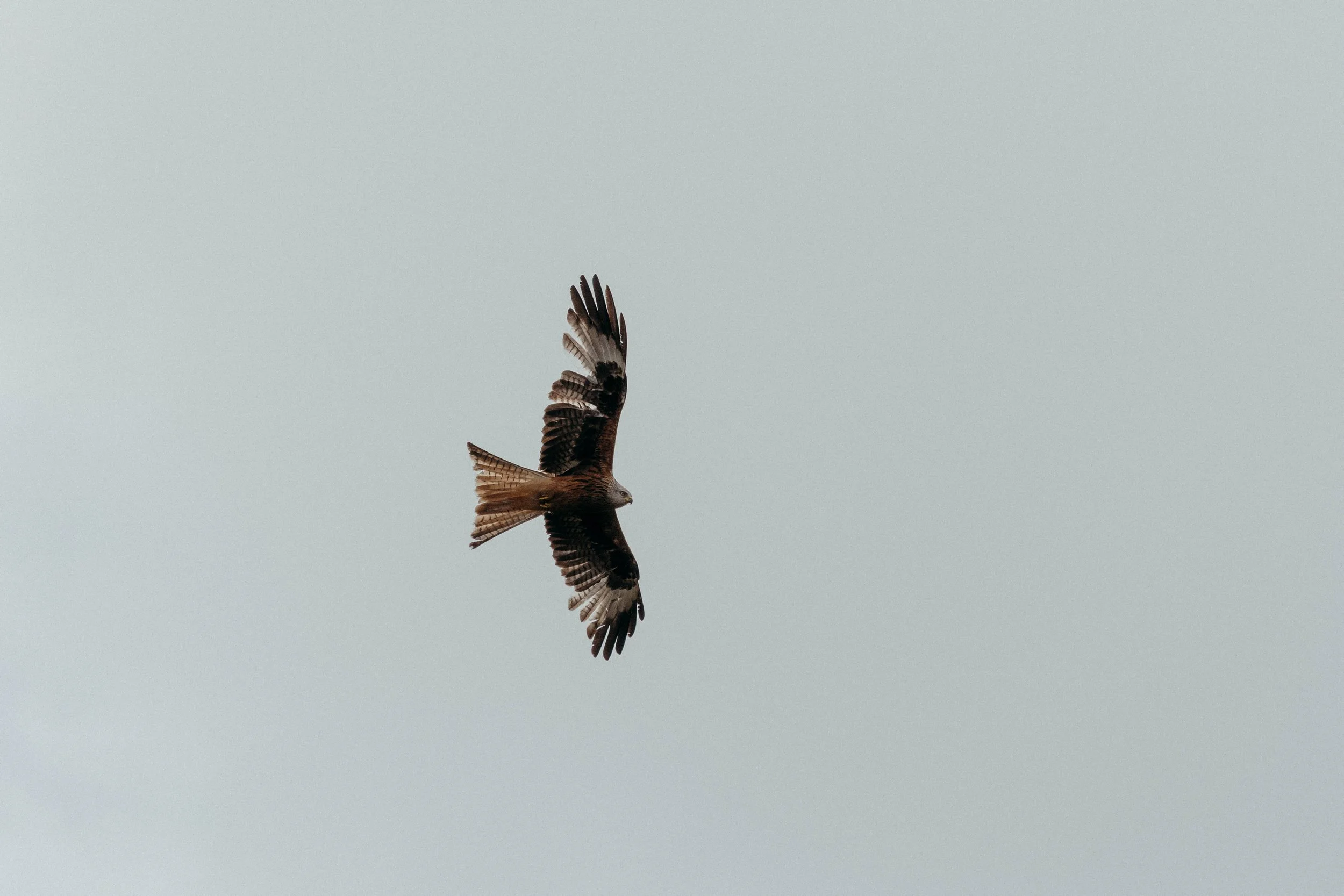 DSC_0809.jpg