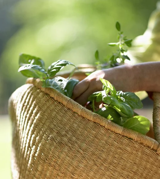 Person's hand planting or tending to basil or other herbs in a woven basket outdoors.
