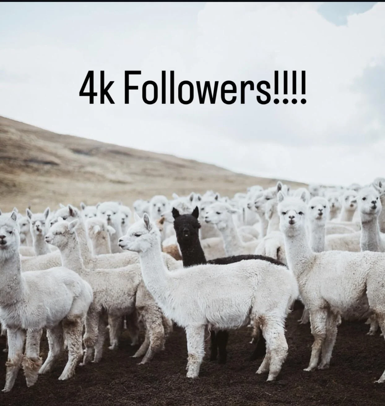 I started September with barely 600+ followers.
On my birthday, hit 1000 followers on Sept 11th.

6 days later, I look at my phone, 2,000 followers. 
5 days after that, 3,000 followers.

As of this afternoon, 4,000 people have wandered into a space I