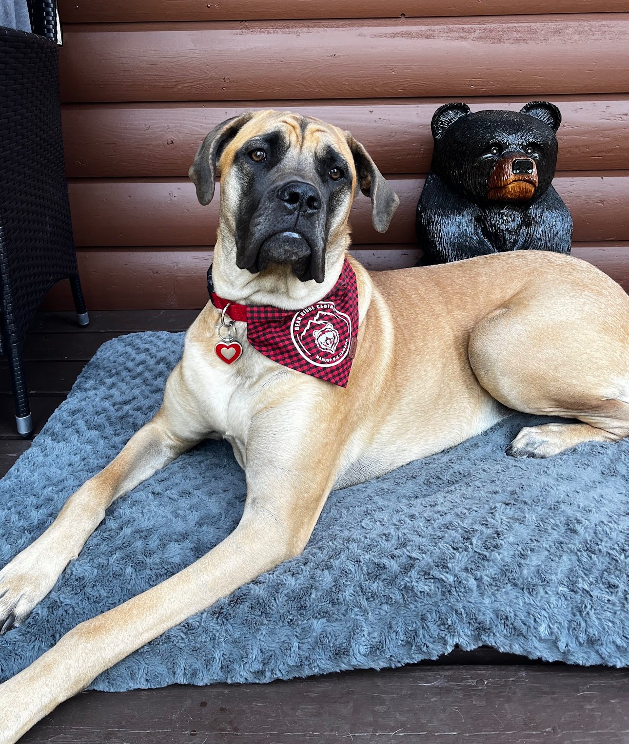 Happy Dog pet friendly .jpg