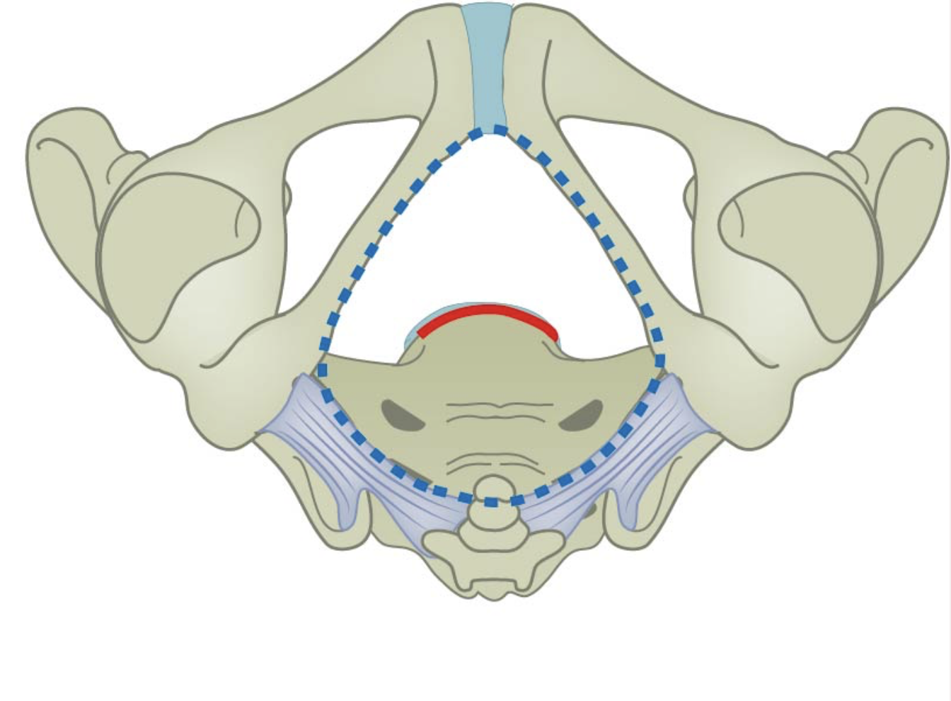 Pelvic Inlet vs Outlet? Let me tell you what you need to know! — Rooted ...