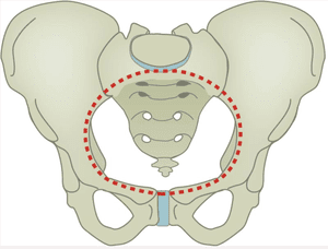 Pelvic Inlet vs Outlet? Let me tell you what you need to know! — Rooted ...