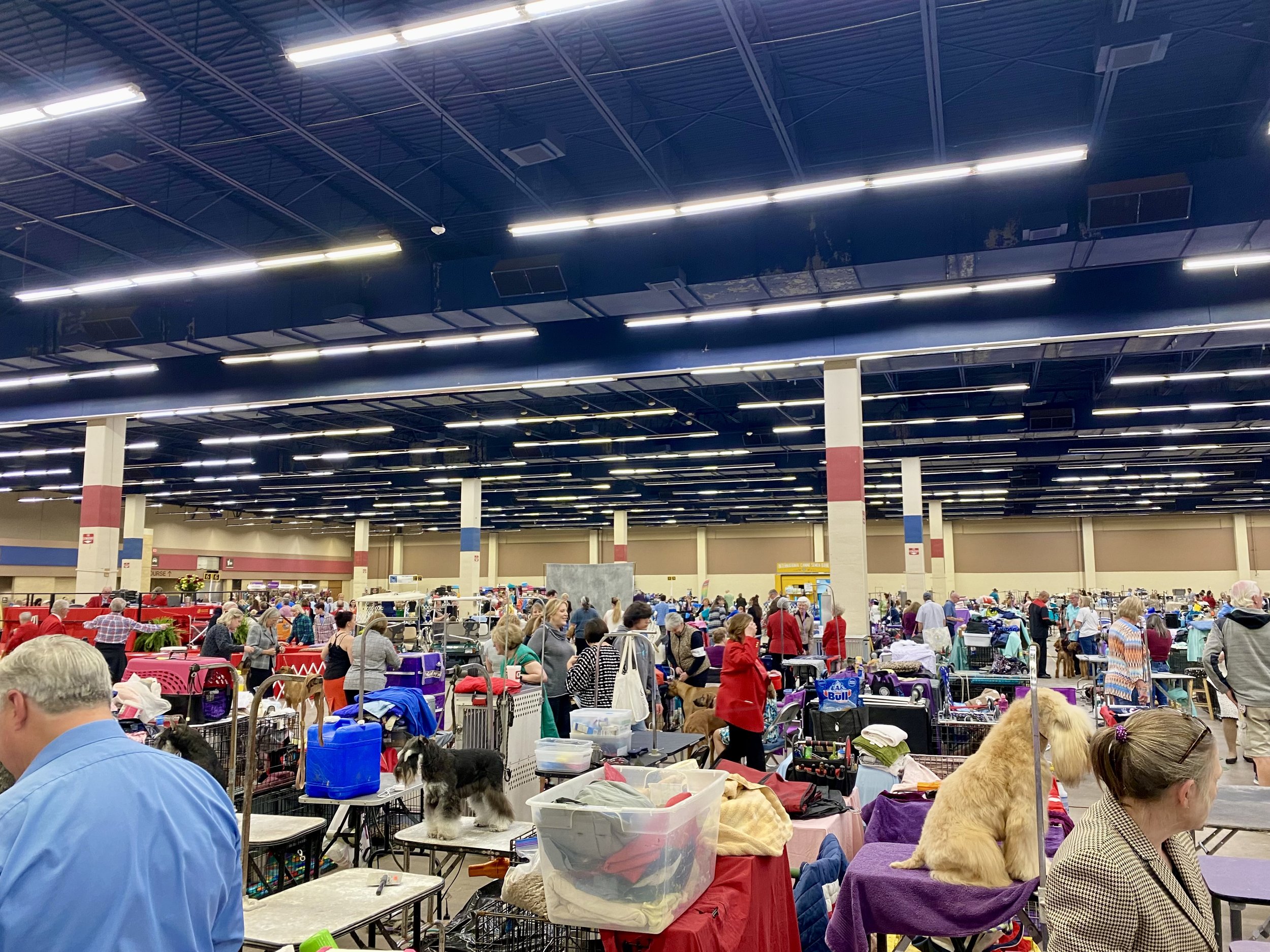 A busy indoor pet adoption event with people and dogs in cages and on tables, under bright ceiling lights.