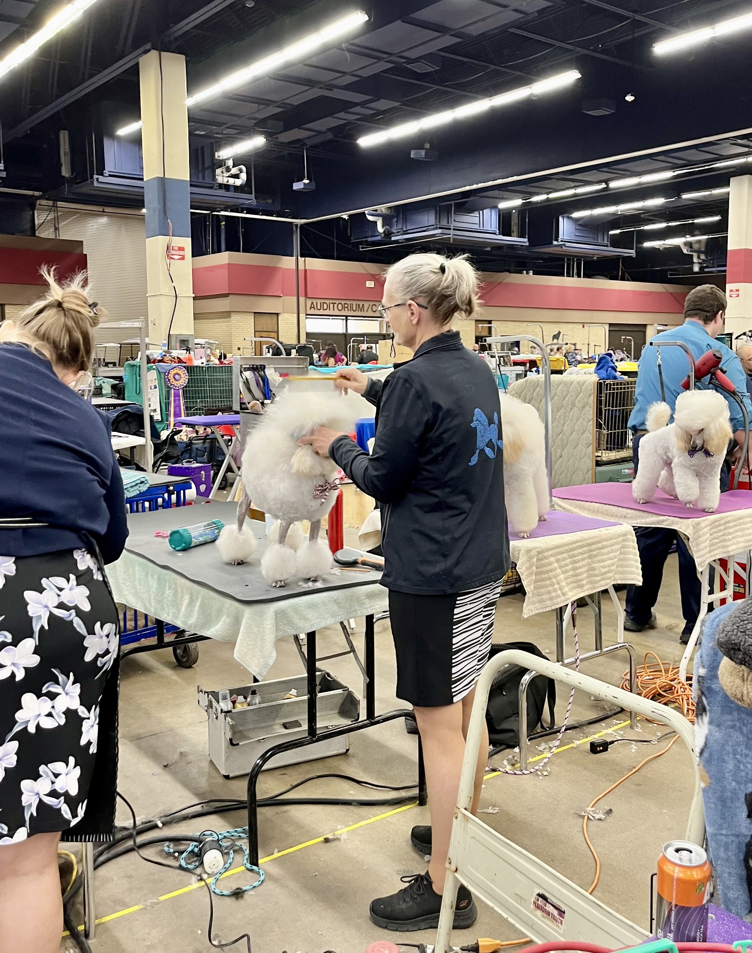 People grooming small white dogs at a dog show in an indoor venue.