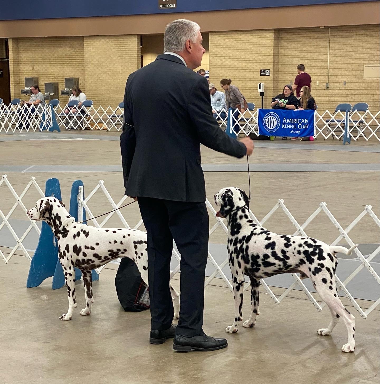 Man in black suit holding two Dalmatian dogs on leashes inside a dog show ring at an American Kennel Club event.
