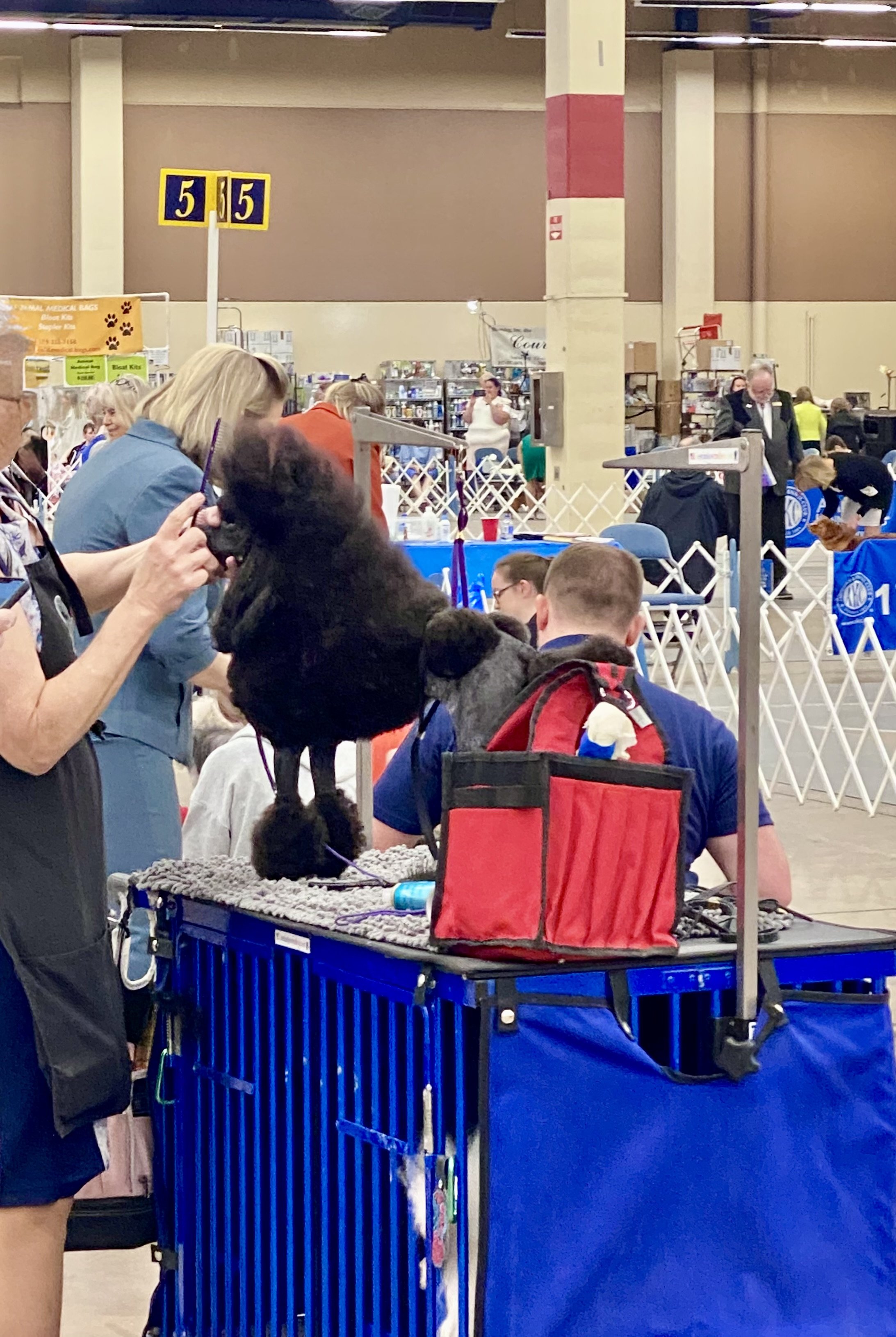 A black dog with fluffy paws on a grooming table at a dog show, surrounded by people and cages in the background.
