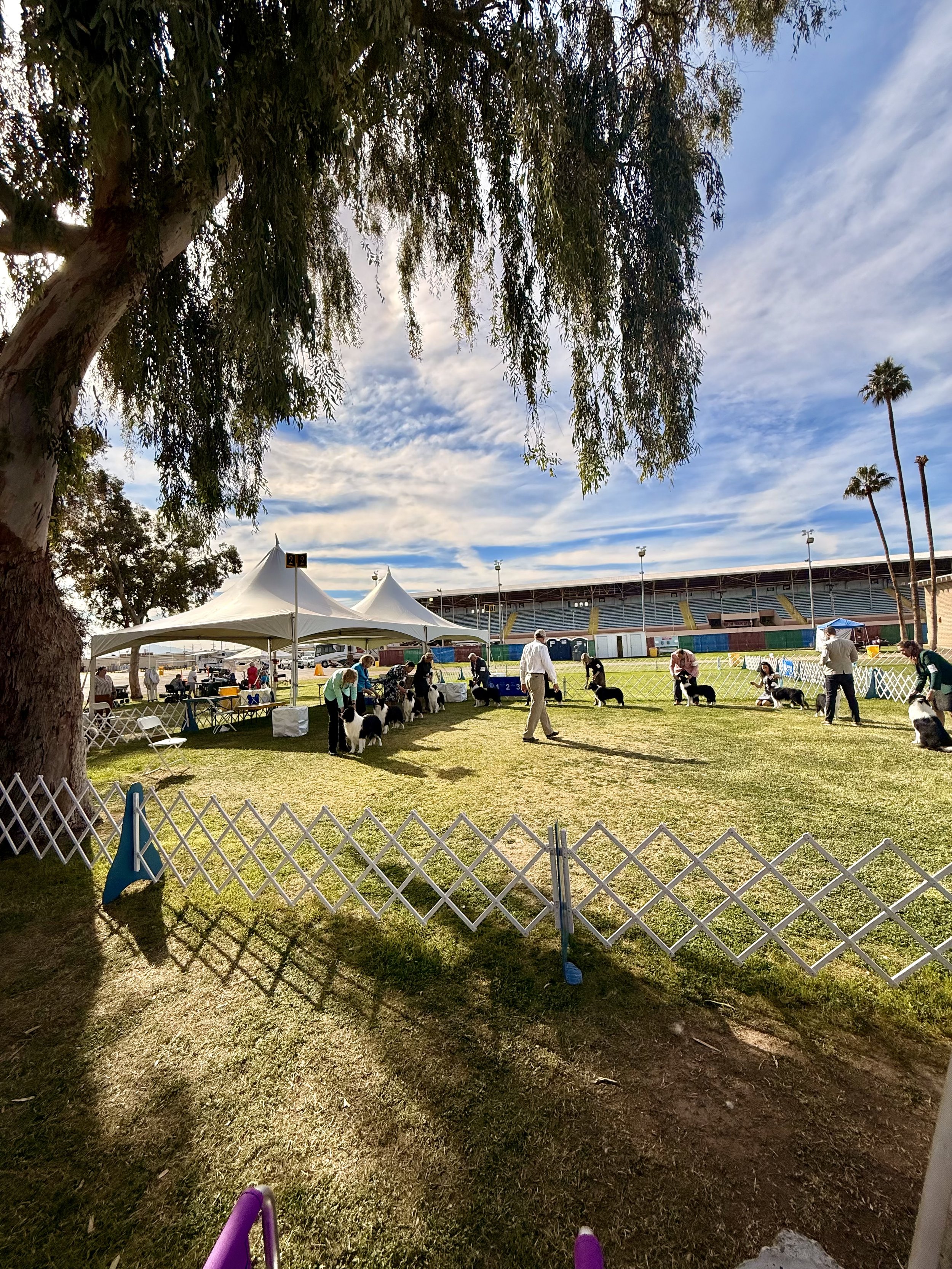 Dog show in a stadium with multiple handlers and their dogs, tents, and spectators under a bright blue sky with scattered clouds.