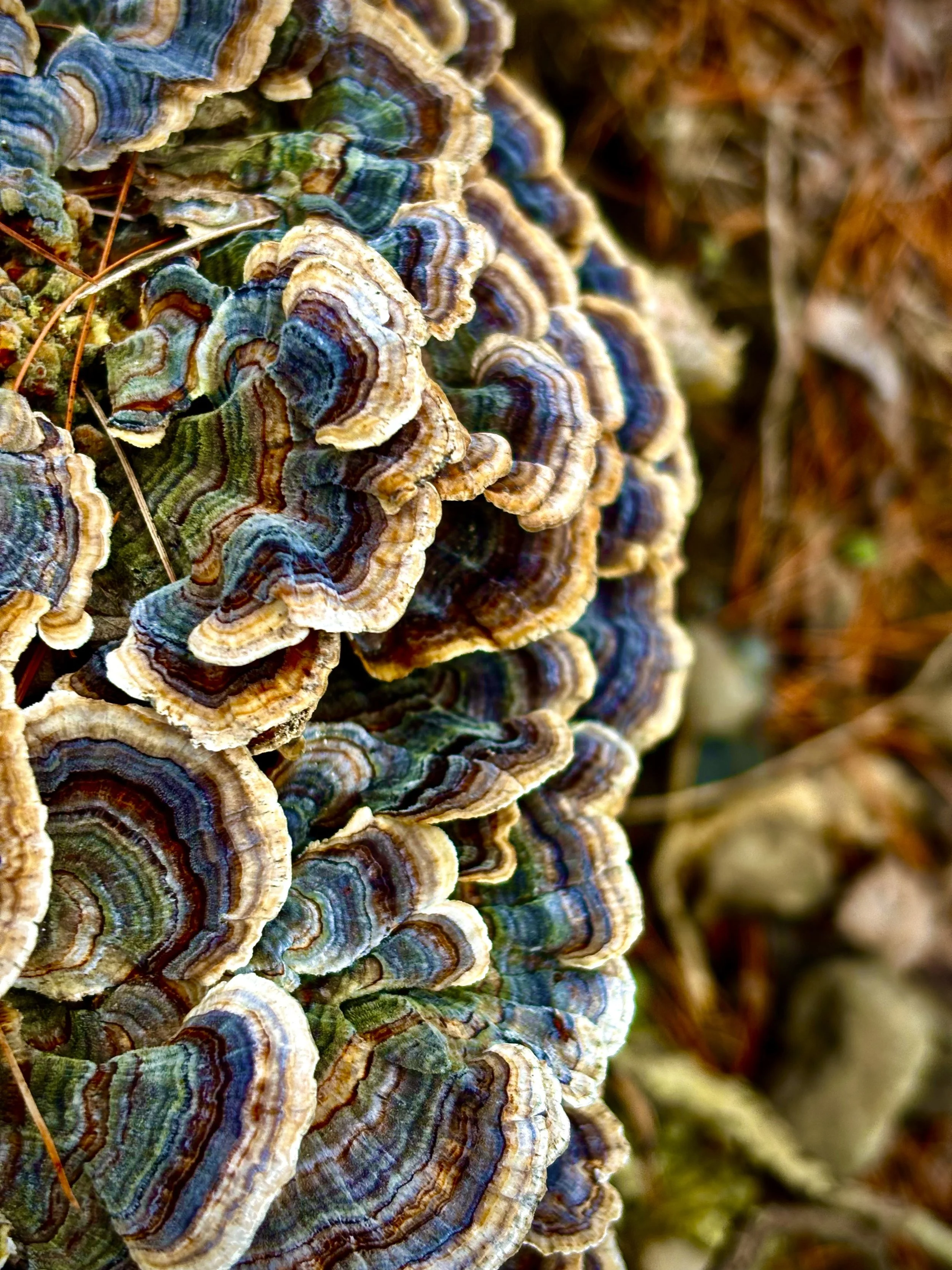 Turkey Tail: The Jewel of the Forest