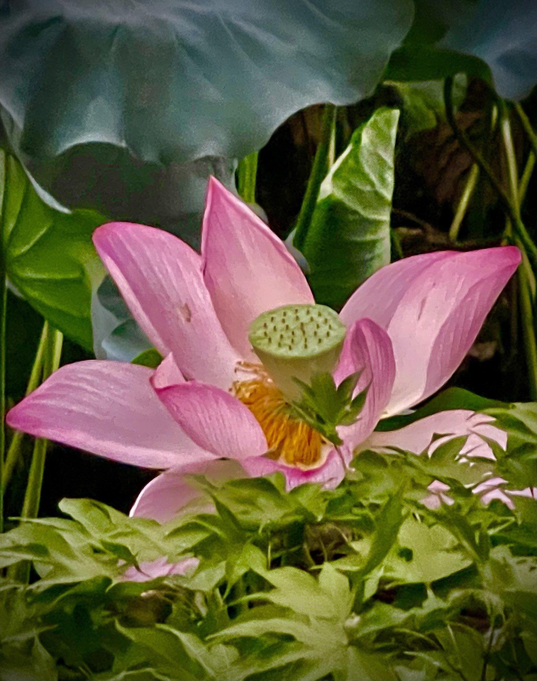 The Heart of Japan: Sacred Gardens, Bamboo Groves, and a Lesson in Rewilding