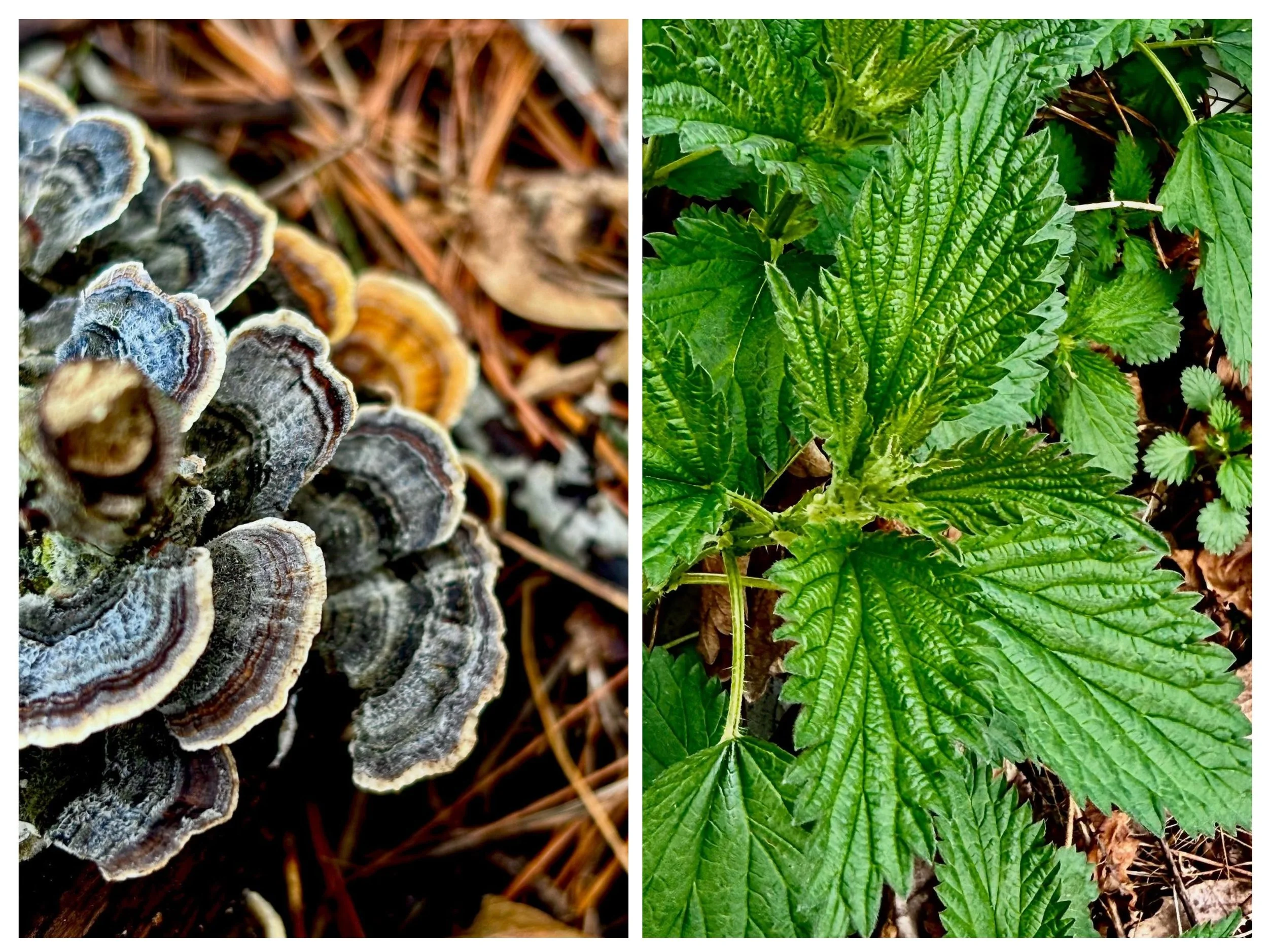 Wild foods…beyond the grocery store