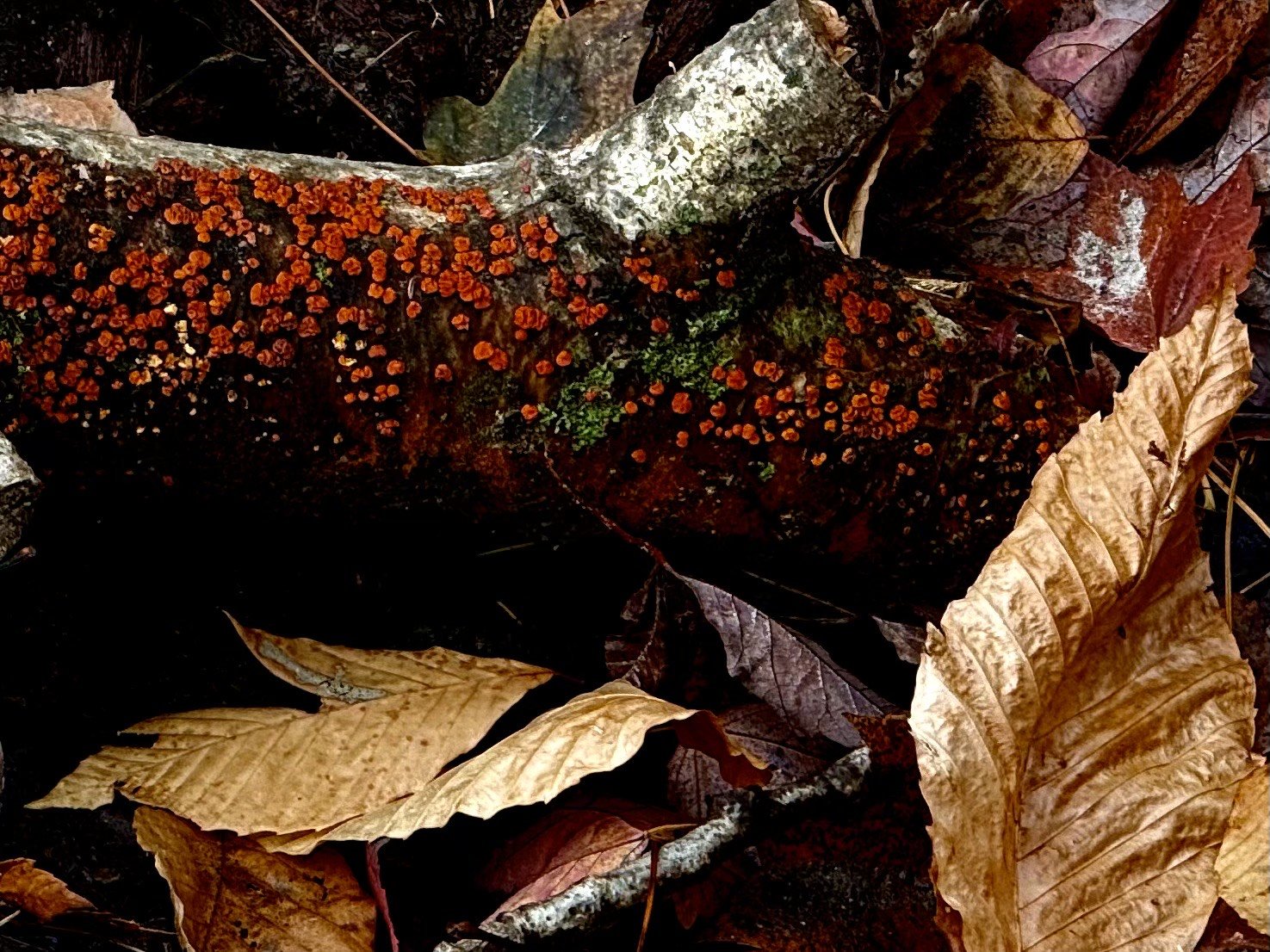 Log with red fungus surrounded by leaves