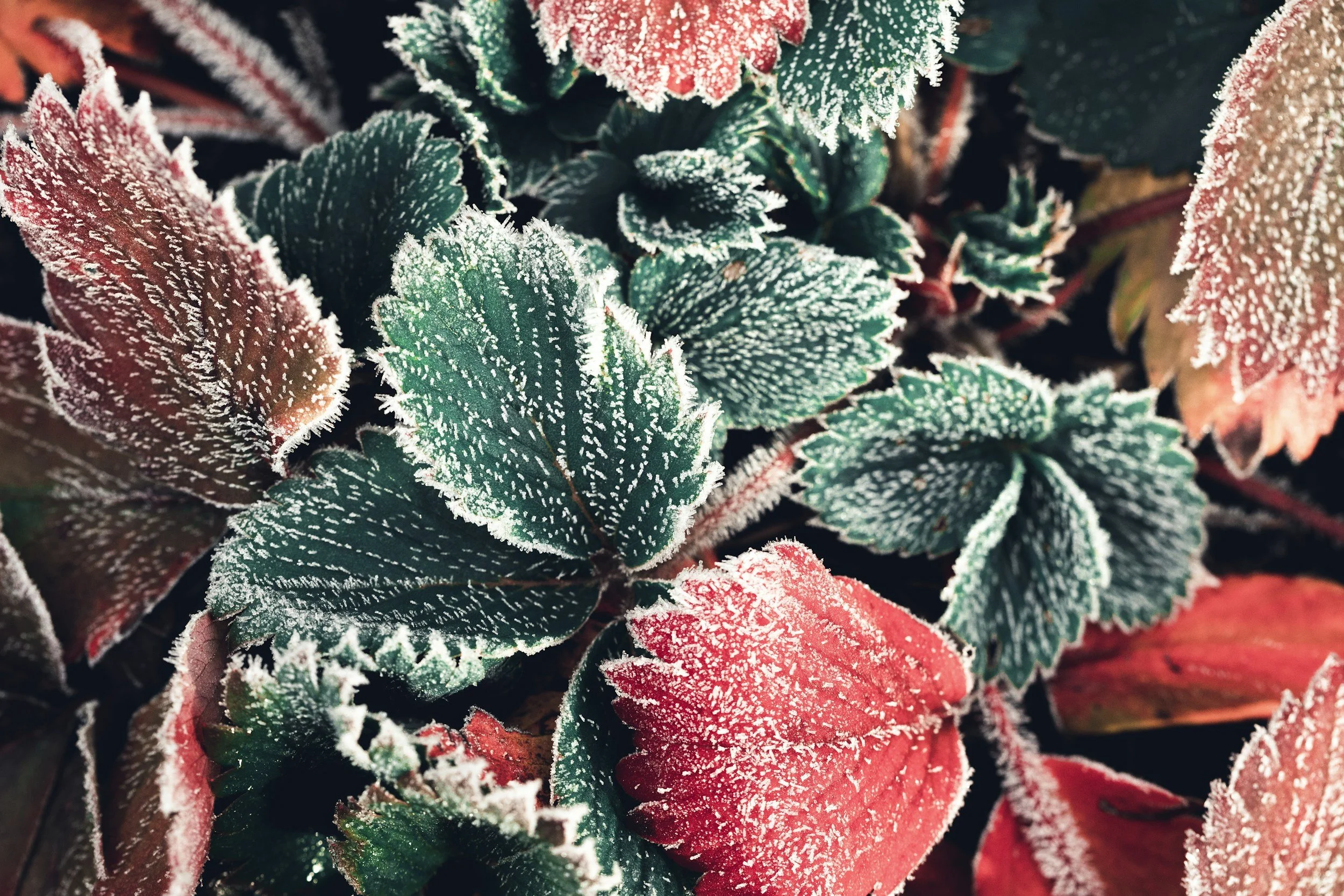 3 Steps to Winter Growth