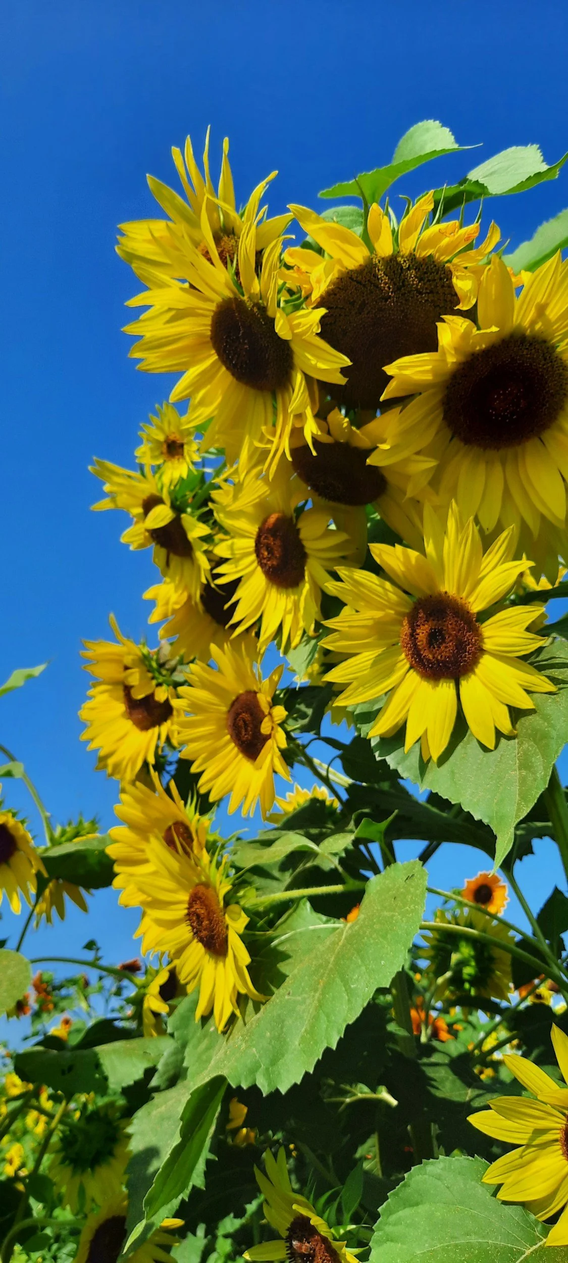 Cluster of blooming yellow sunflowers with green leaves against a bright blue sky.