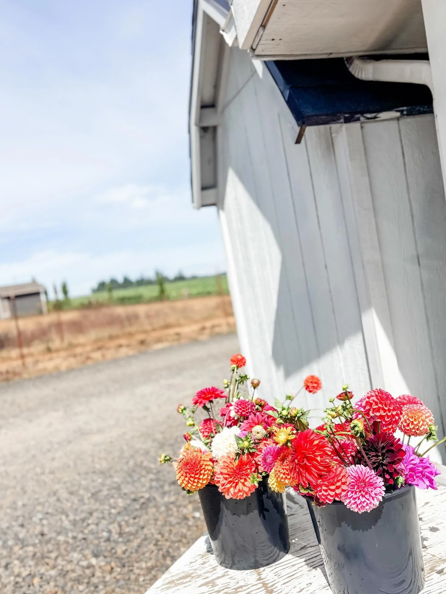 My favorite place to cut and arrange flowers 🥰 it&rsquo;s just behind a little shed that houses our pump for the well, but it feels quaint and inviting on a sunny day.
#simnittfamilyfarm #salemoregon #willamettevalley