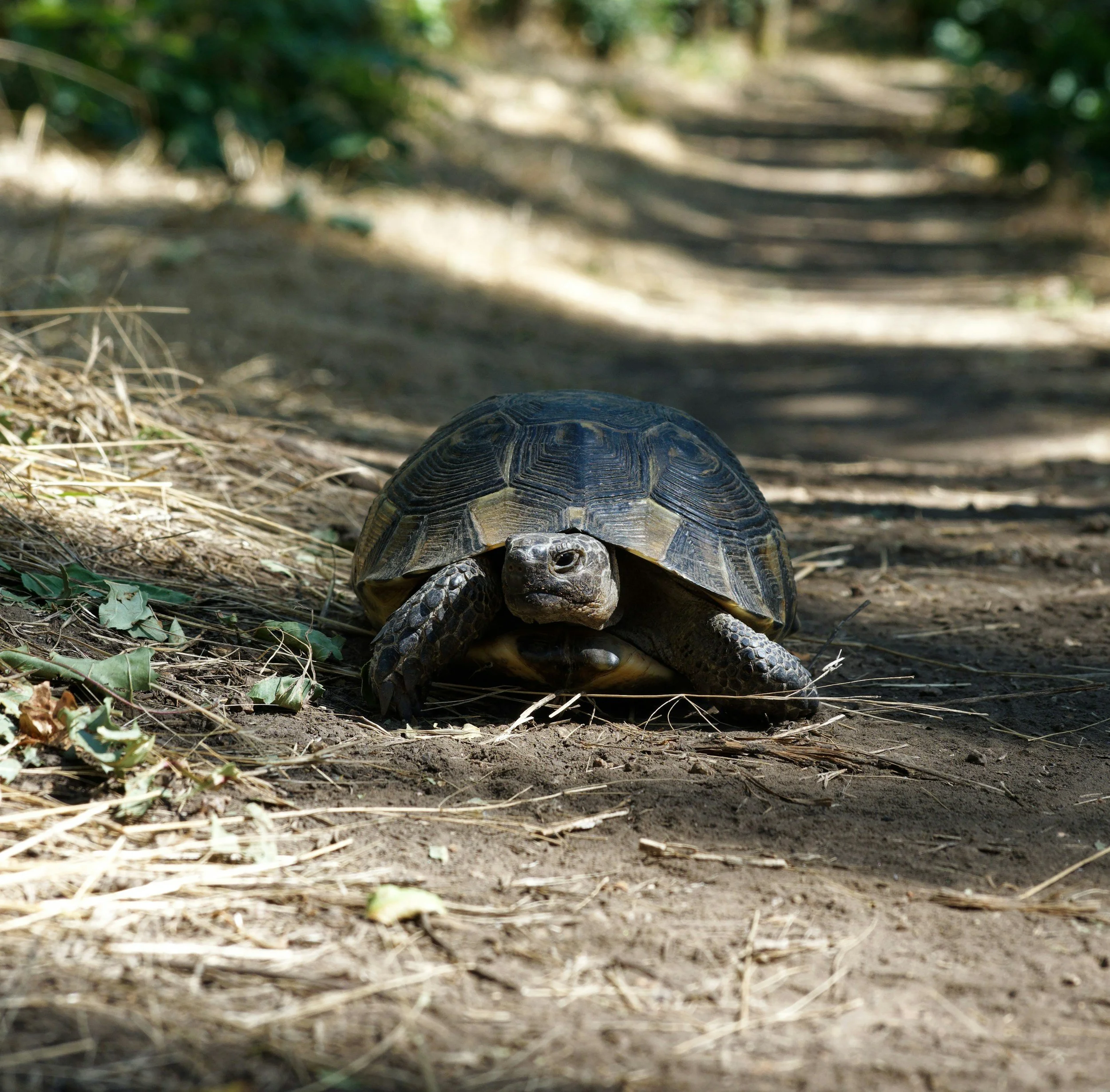 AN ODE TO SLOWNESS AND SILENCE