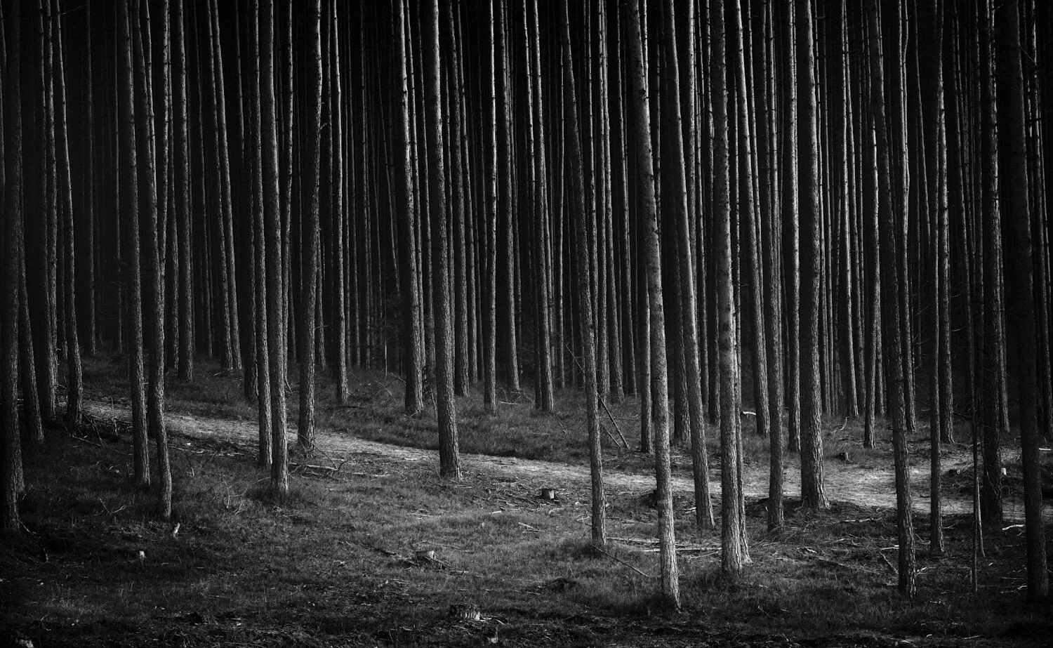 Black and white photo of a dense pine forest with a narrow dirt path winding through the trees.