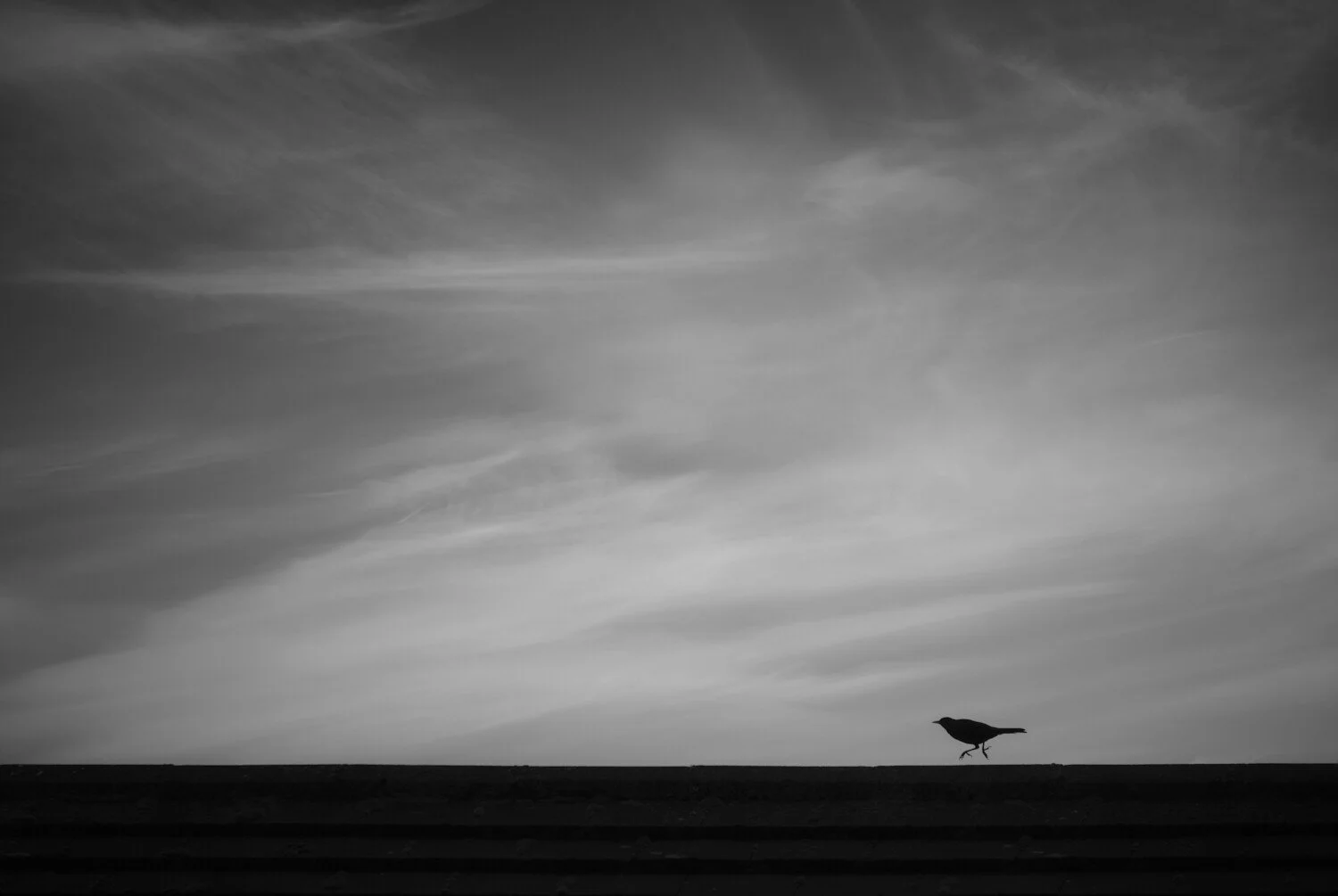 Black and white photo of a lone bird walking on the ground with a sky filled with wispy clouds in the background.