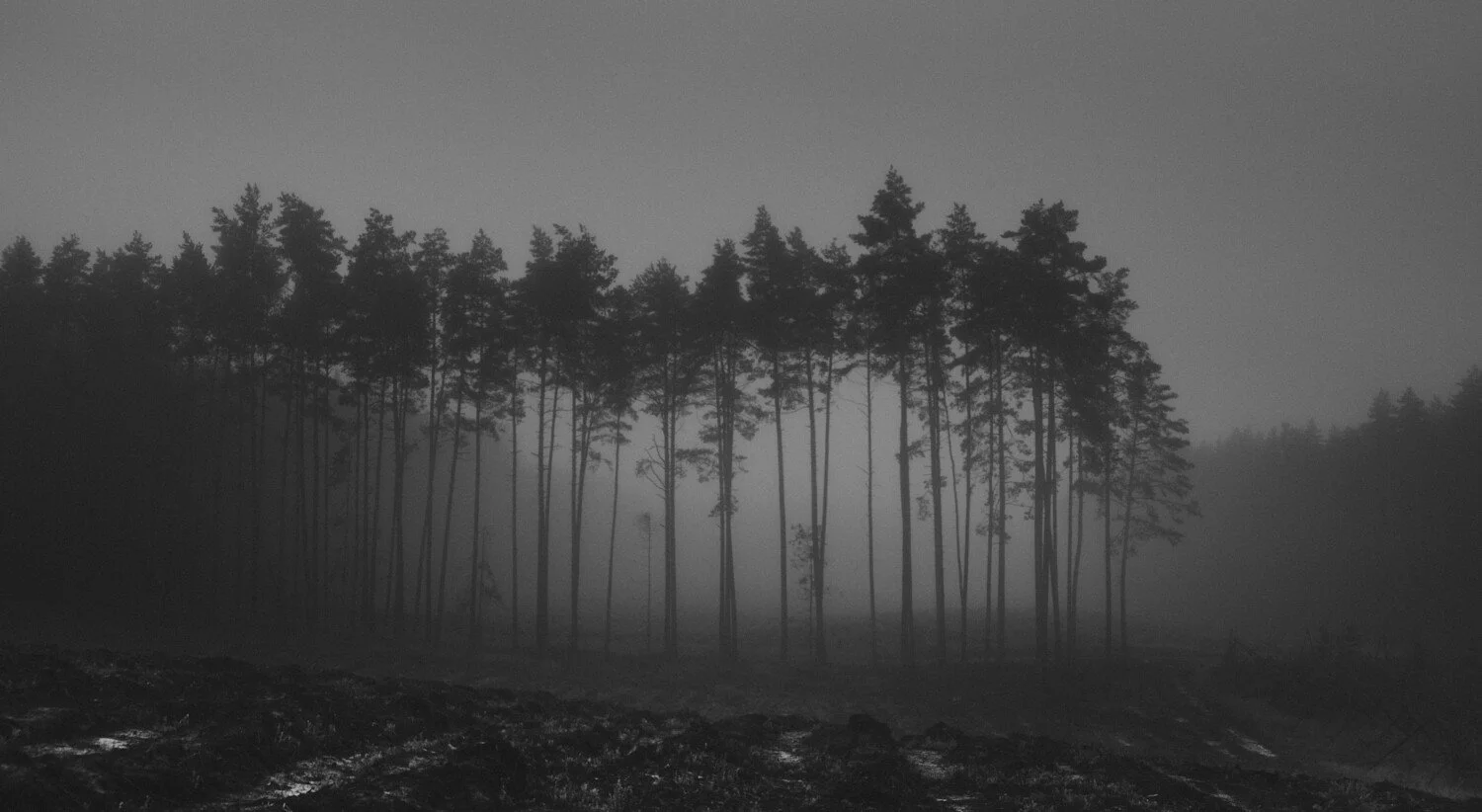A black and white photograph of tall pine trees with a foggy backdrop.
