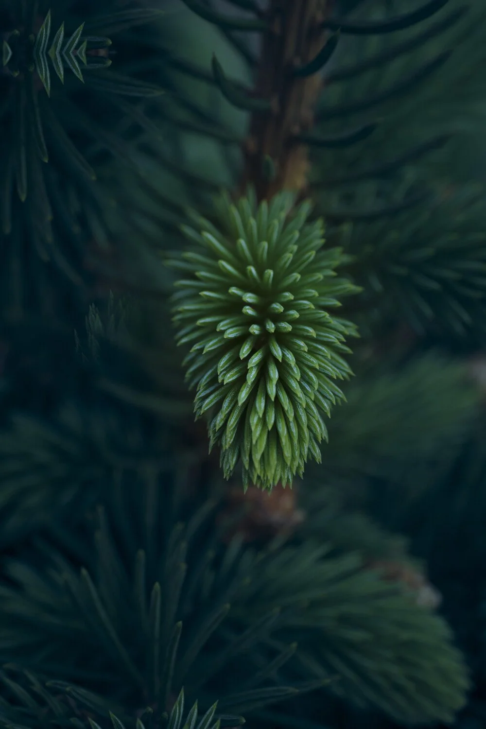 macro spruce in nature