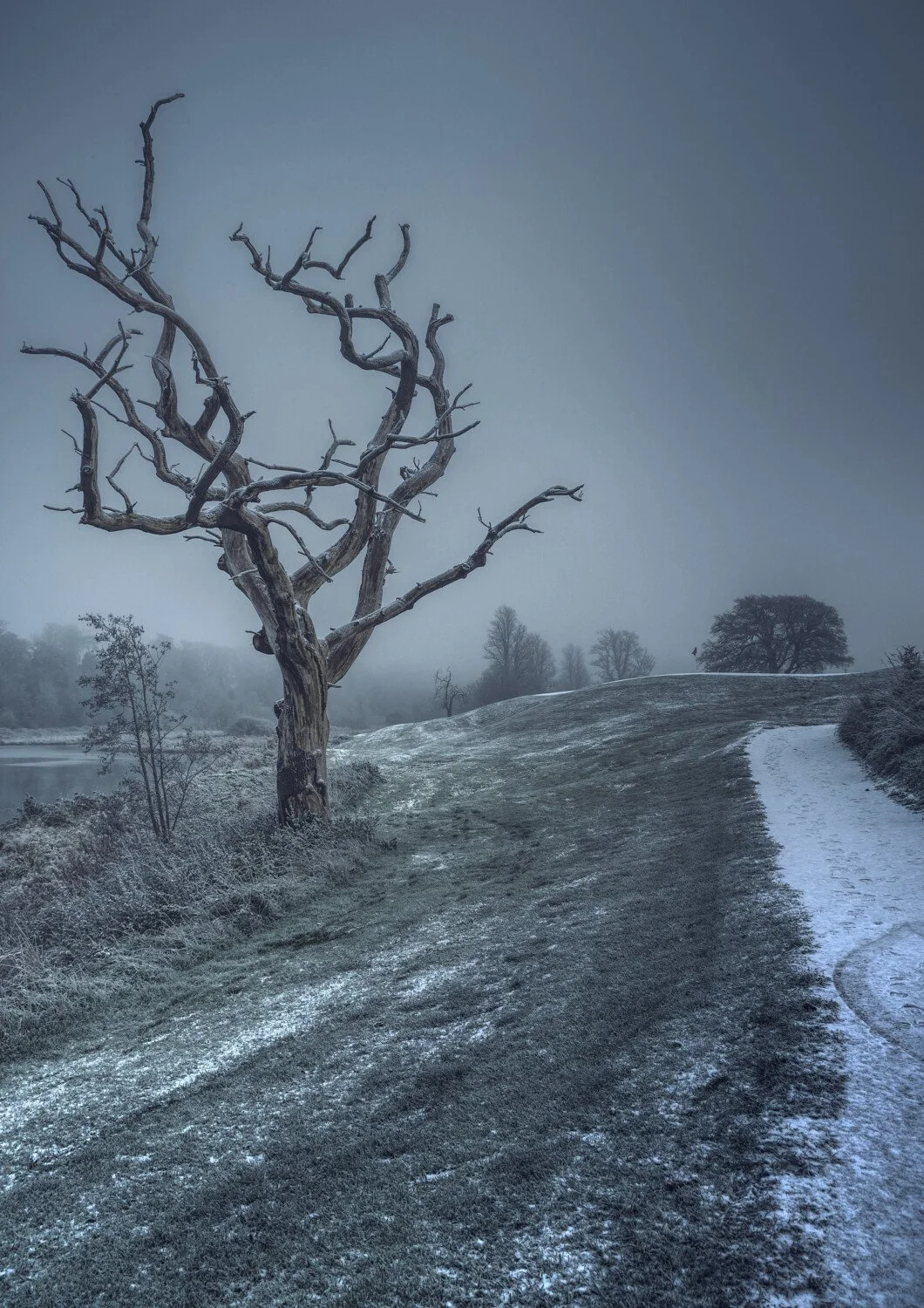 A barren, twisted tree standing beside a snow-dusted path on a foggy day.