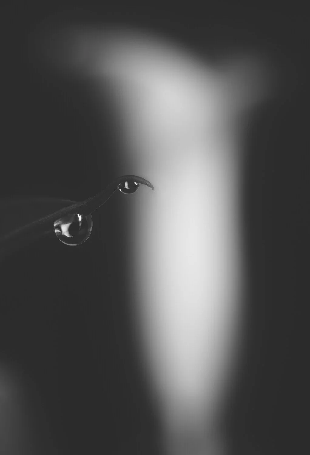 Close-up of a single plant stem with two water droplets hanging from the tip, black and white photography