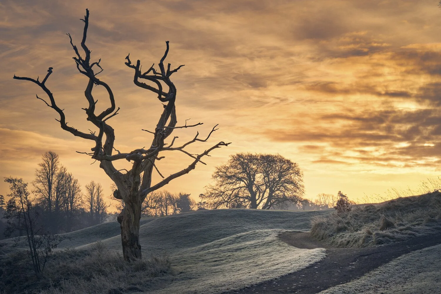 A landscape scene at sunset with a twisted, leafless tree in the foreground, rolling grassy hills, and other trees in the distance under a sky filled with orange and yellow clouds.